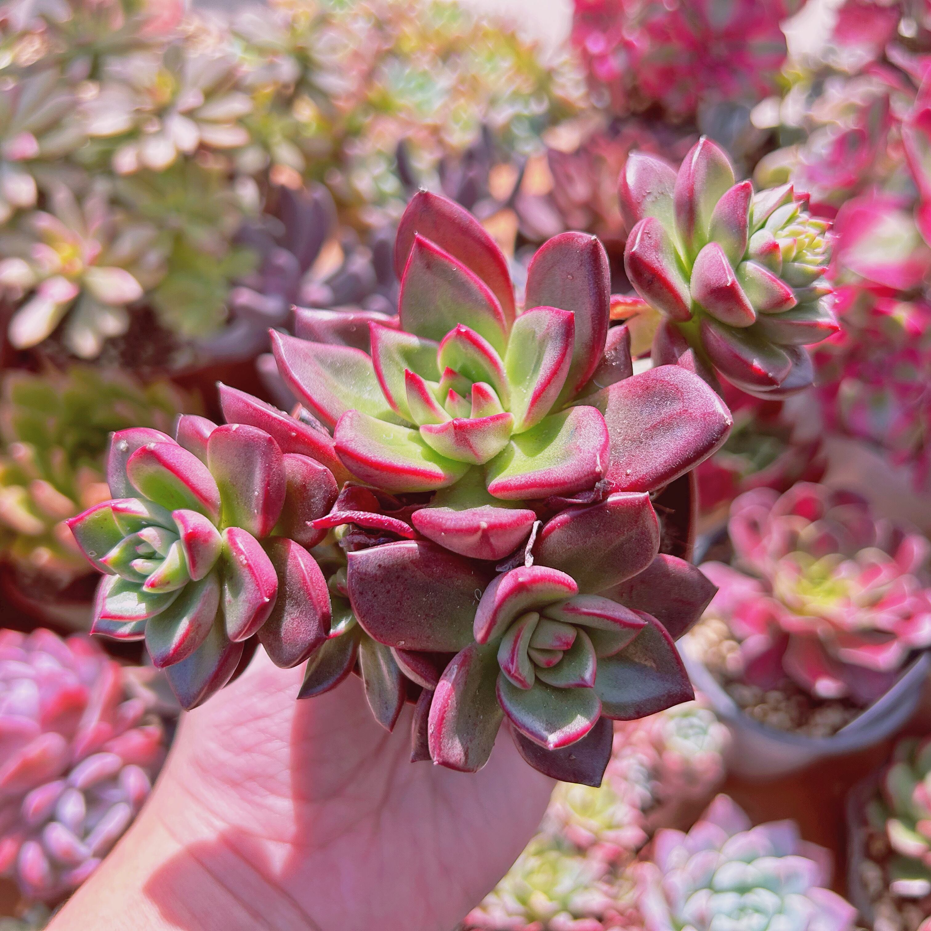 コピー：多肉植物　新品種　Echeveria  シャロットローズ　3～5頭　大群生　