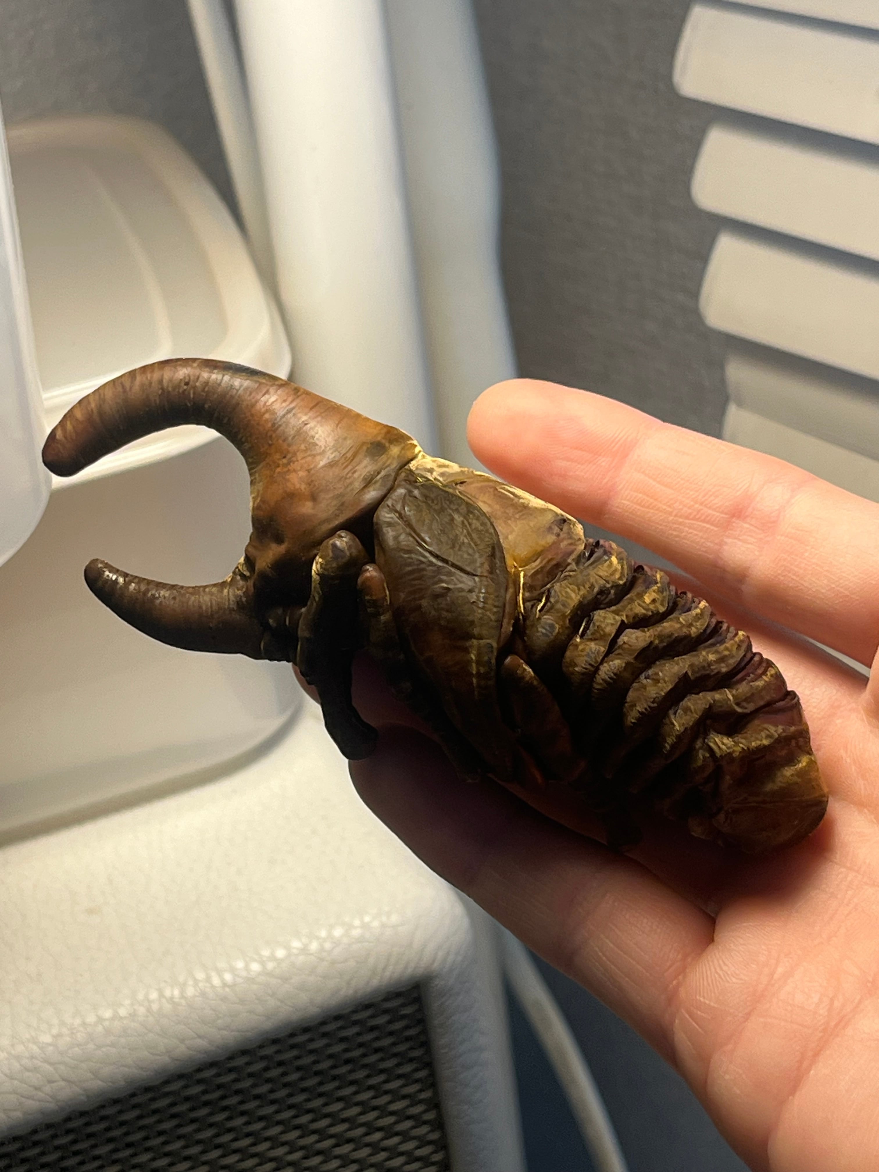 蛹標本】サタンオオカブト カブトムシクワガタヘラクレスオオカブト