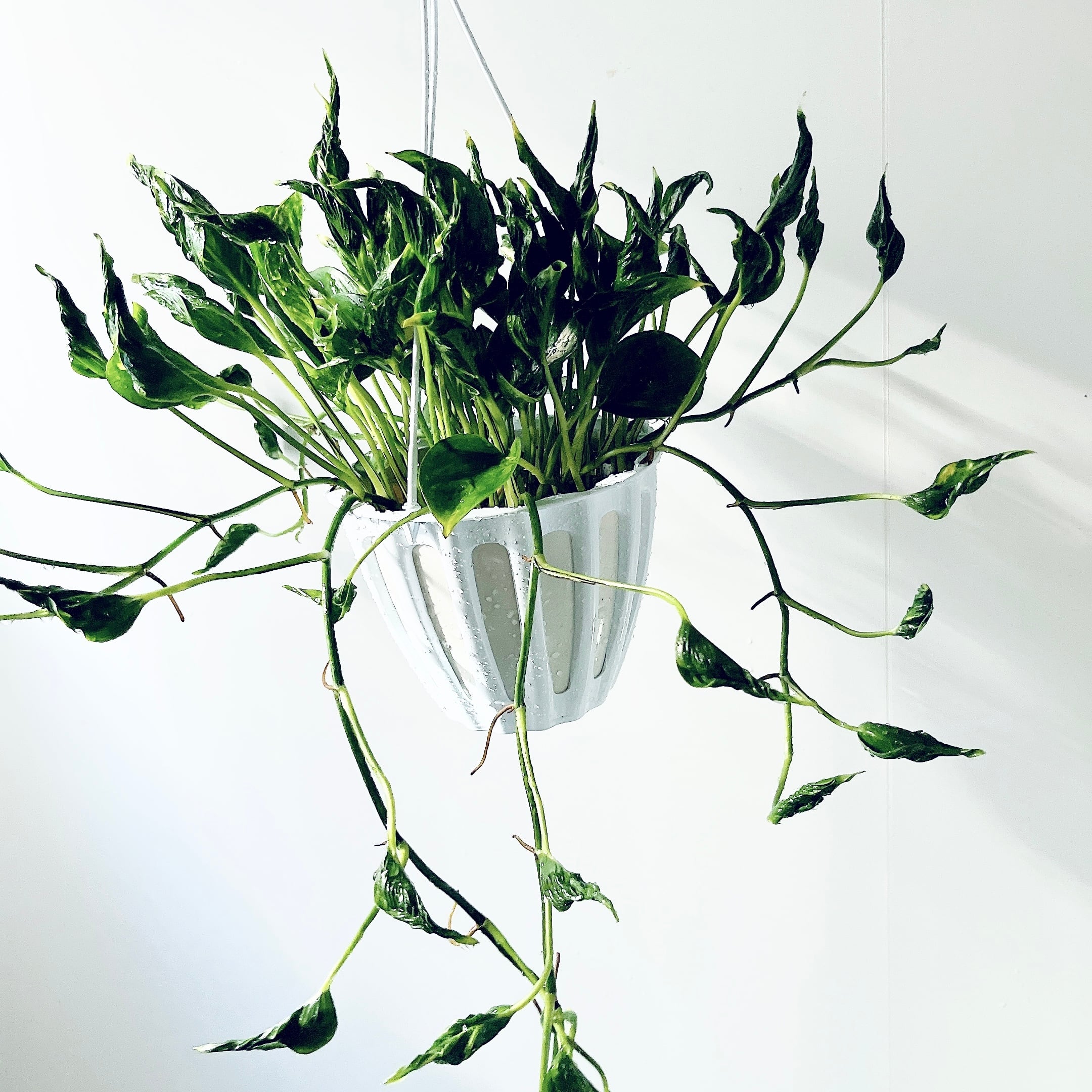 フペルジア グリーンゴエベリー やわらかに垂れる森のシダ｜calm cafe フペルジア グリーンゴエベリー やわらかに垂れる森のシダ｜calm cafe