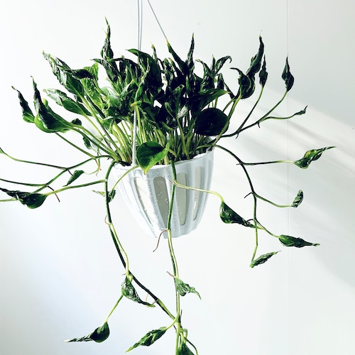 《希少》珍しい葉＊ ポトス テルノシャングリラ 観葉植物 calm cafe