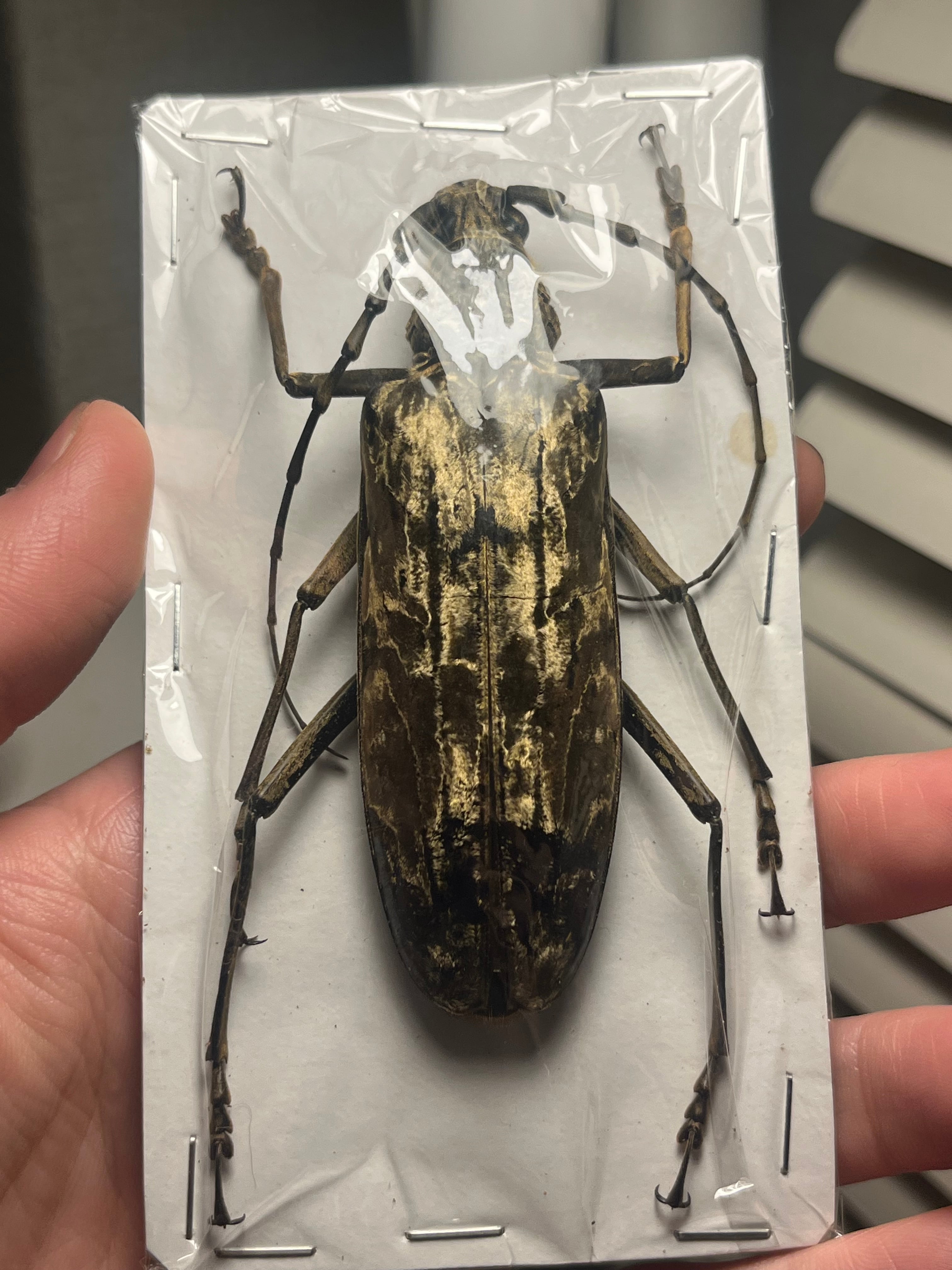 【未展足】オオミヤマカミキリ♀標本 カミキリムシ Xixuthrus 天牛 天牛 | オモニキチュウ