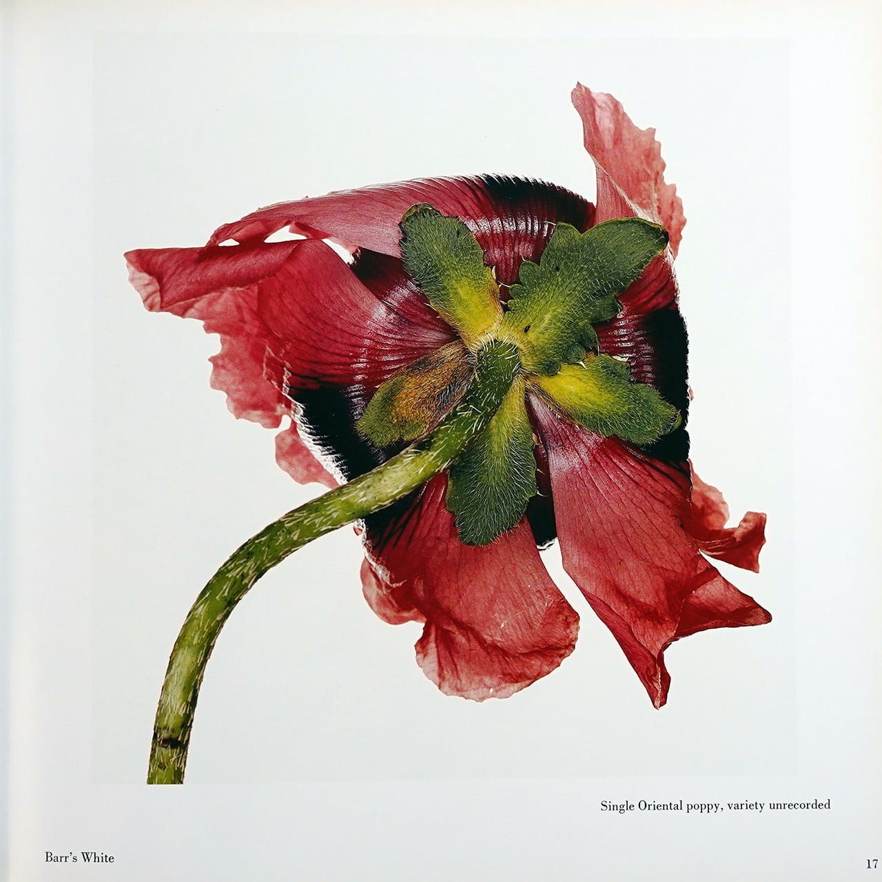 Irving Penn FLOWERS | タイムカプセル