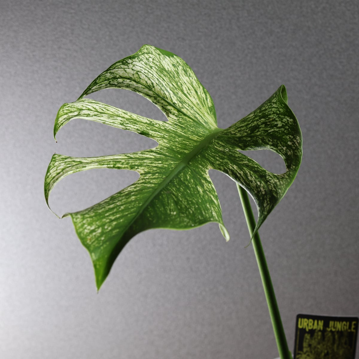 536『モンステラ デビルモンスター』観葉植物【送料無料】 | MARX