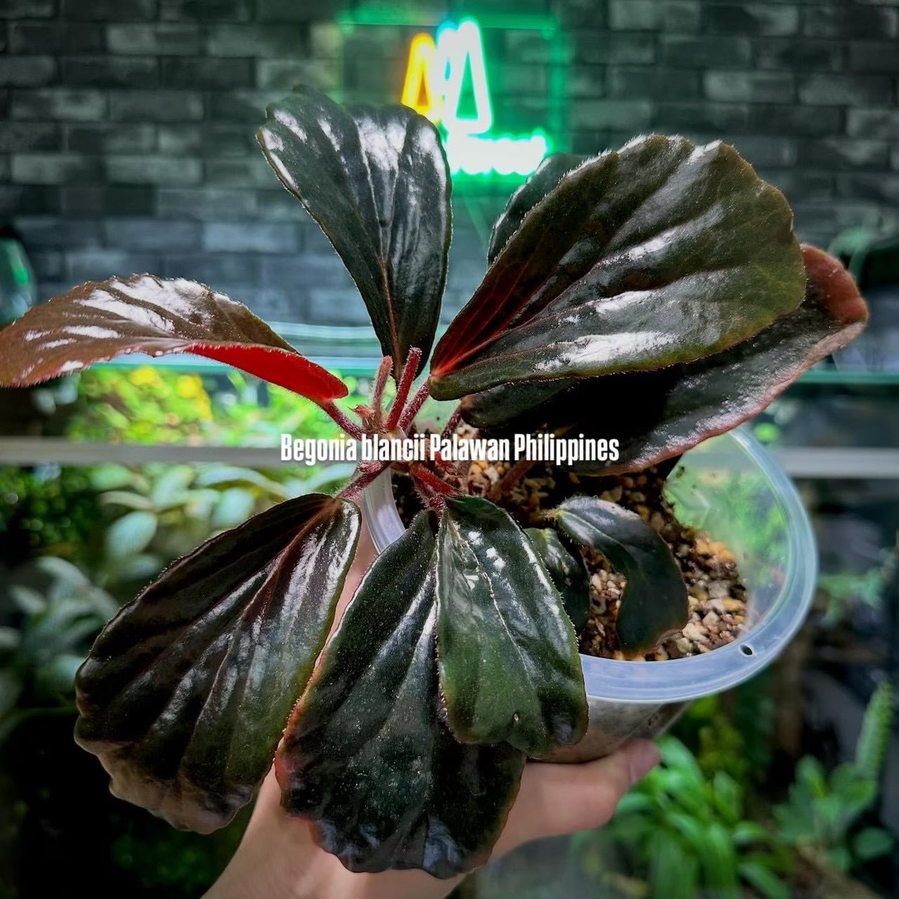 Begonia blancii 