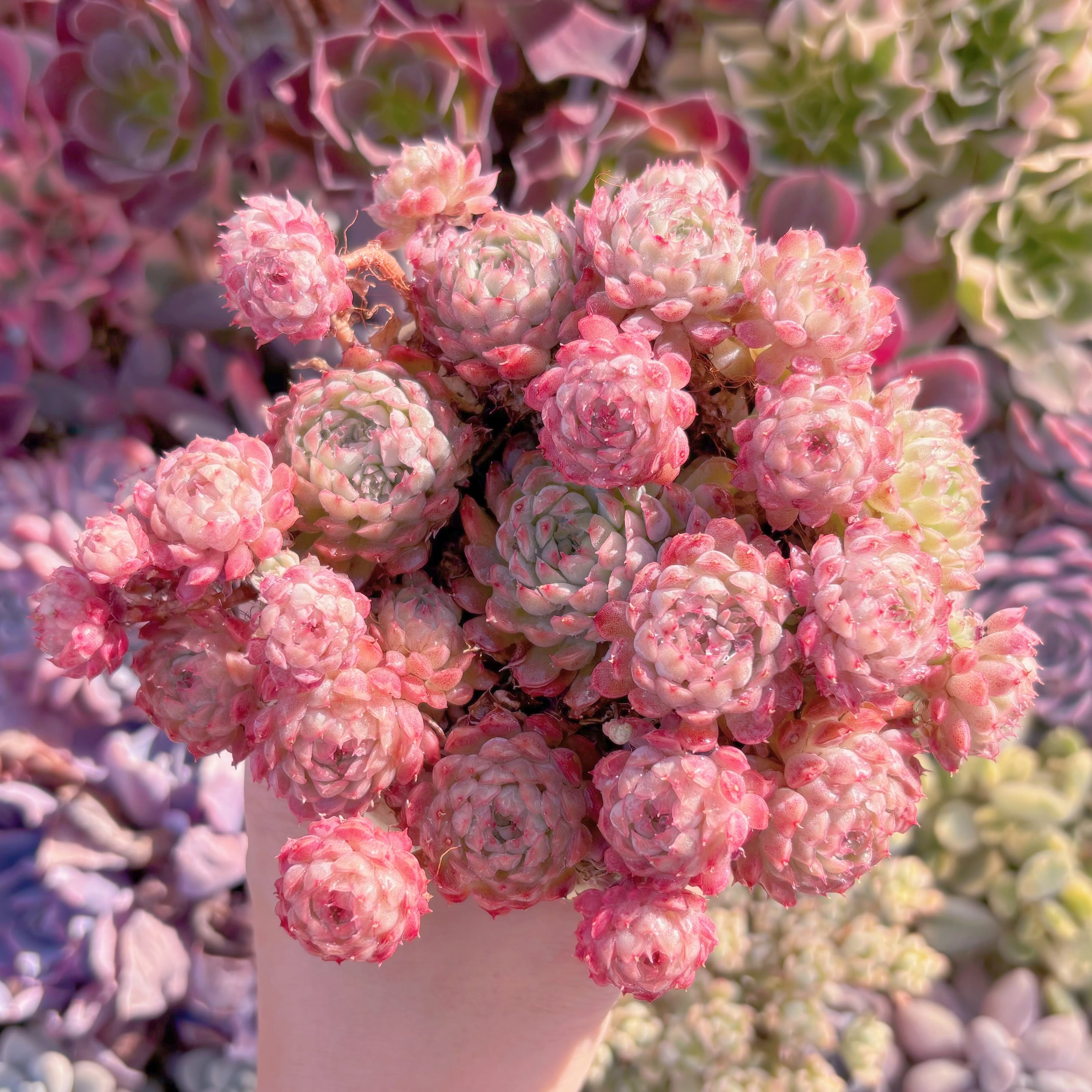 多肉植物　ハチミツボール(L)　大群生　新入荷　るる農園