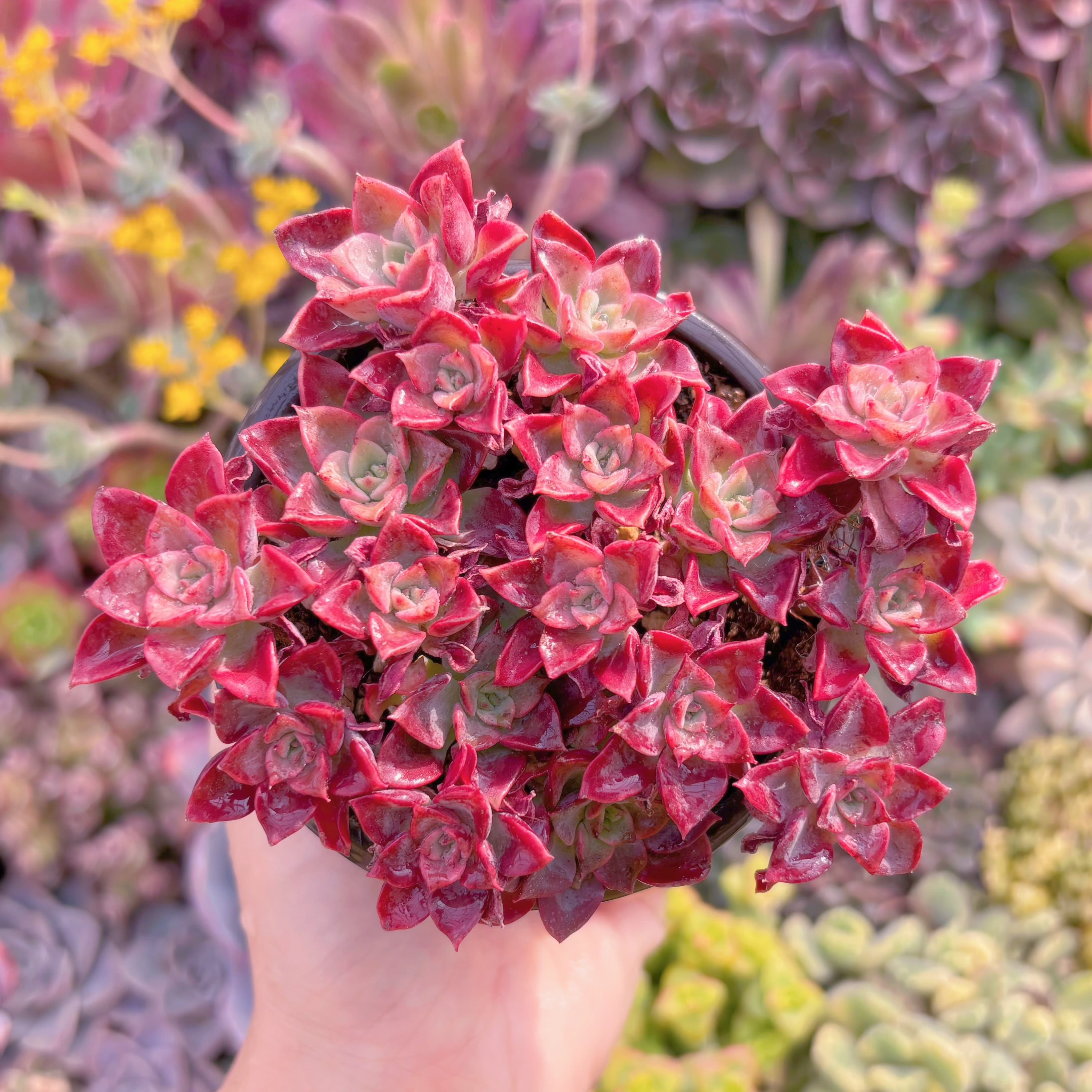 現品　ノーブル#621　群生　新入荷　るる農園