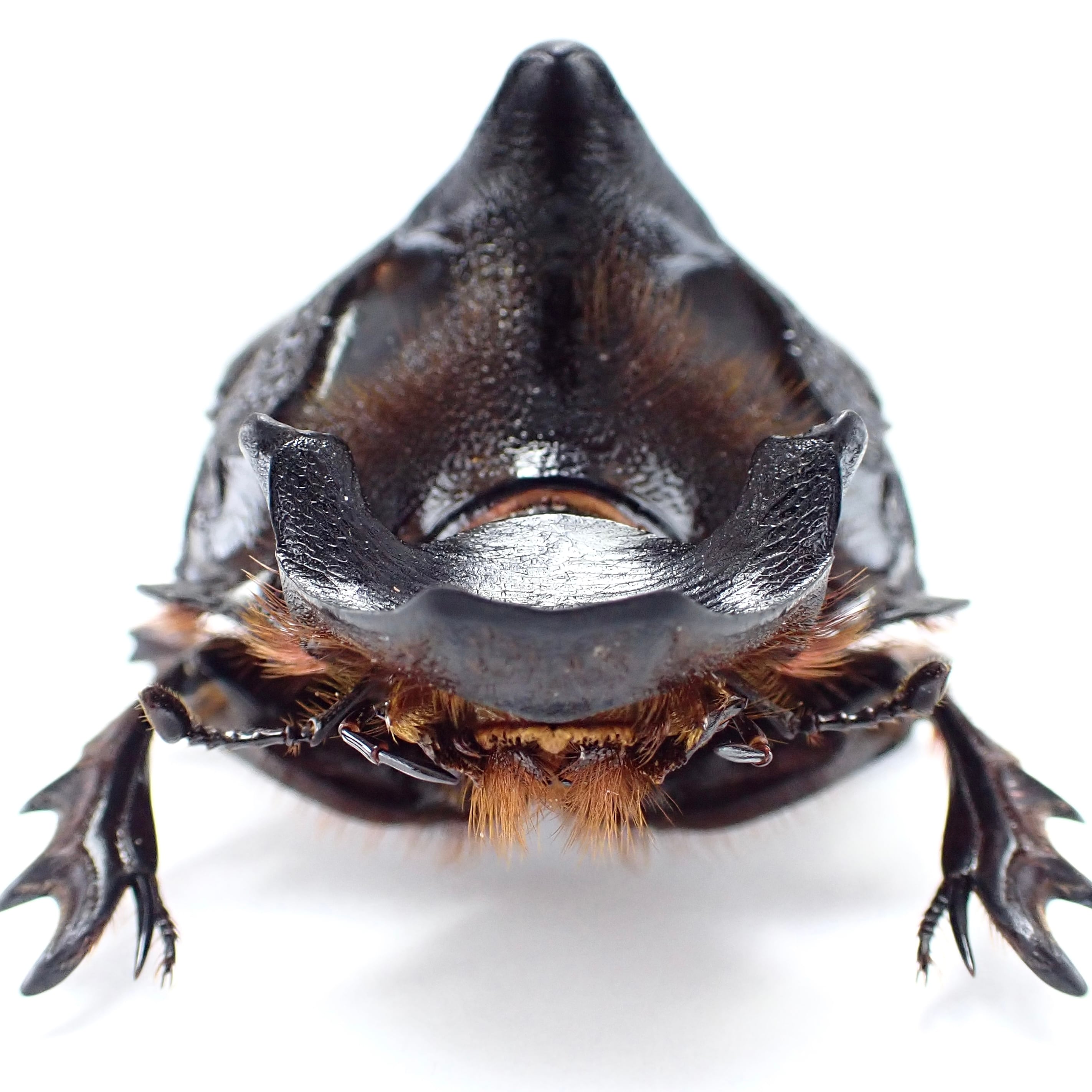 タイ産 Heliocopris dominus ♂♀ 63mm/63mm | 昆虫標本 Diggers & Rollers