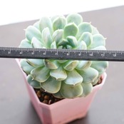 【PREMIUM】抜き苗 アルバ美尼 大株 Echeveria 'Albamini'