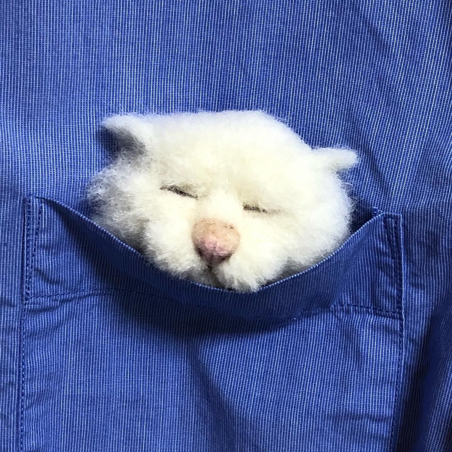 羊毛 眠いんだネコだにゃん | Pay ID