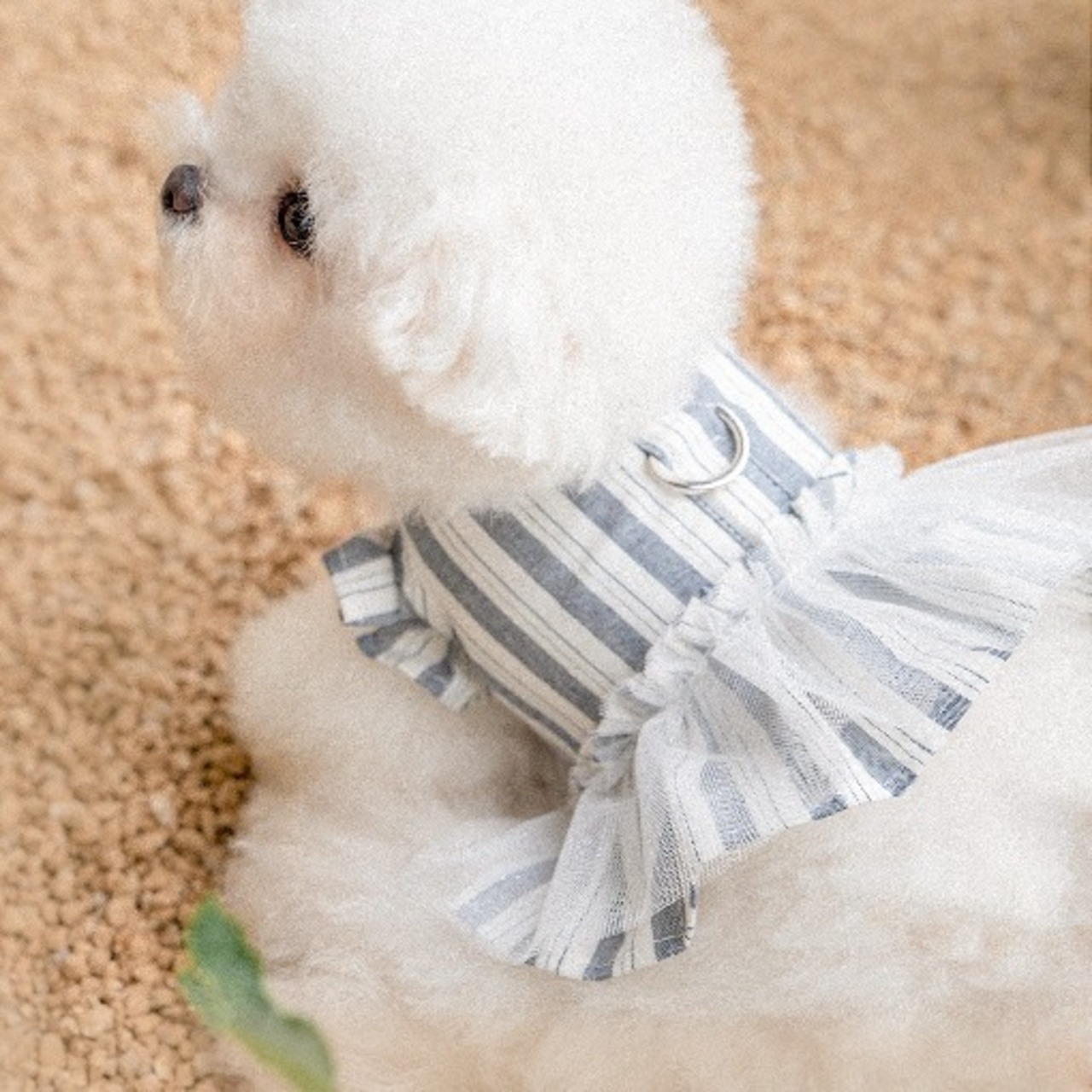 予約【pecoramou select】Bella tutu Harness