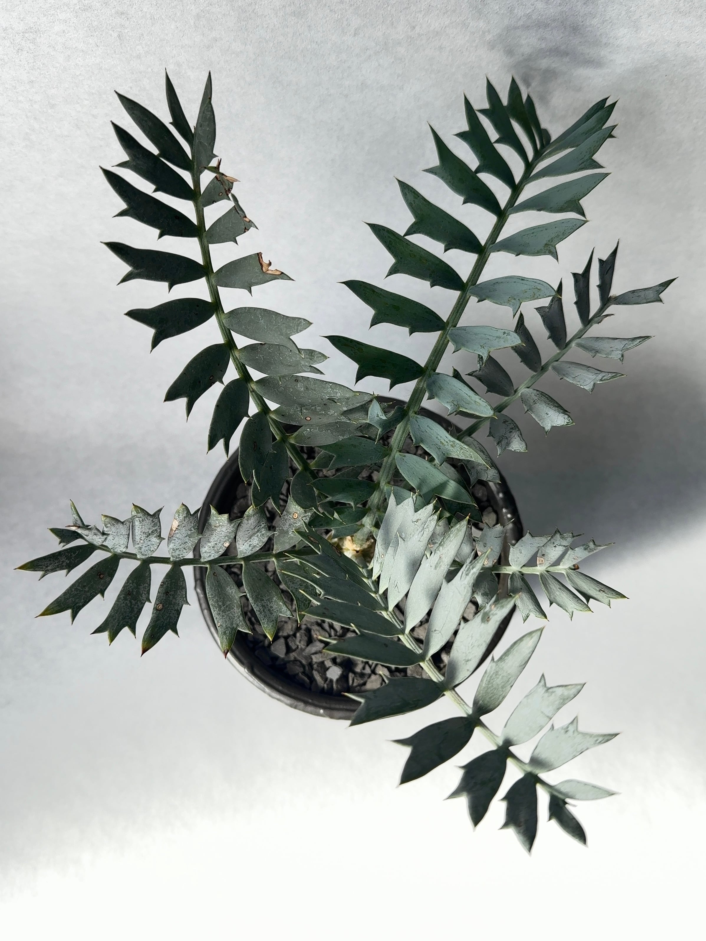 エンセファラルトス・ホリダスドワーフ | trigger