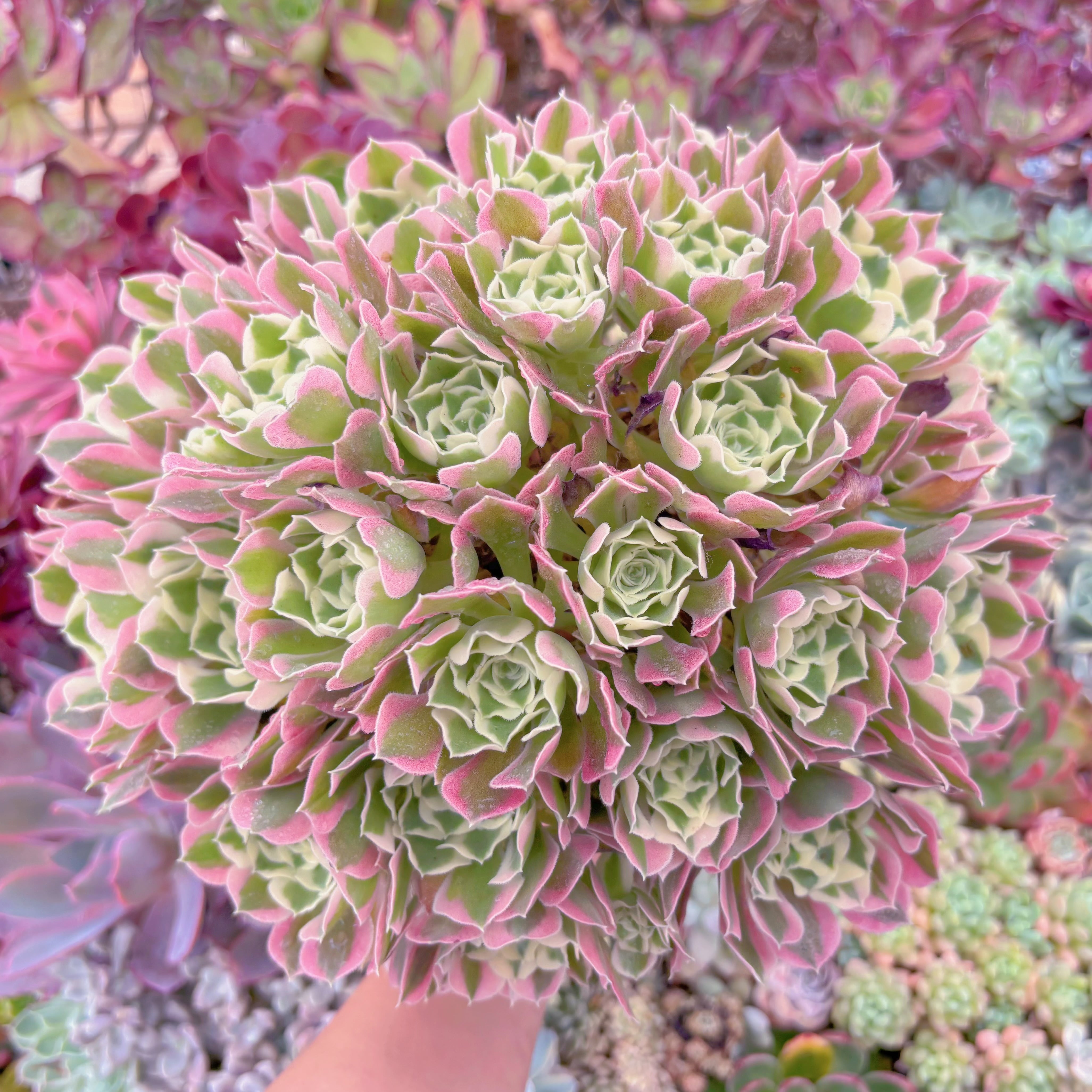 現品　Aeonium白鳳錦#B53　特特大群生　るる農園