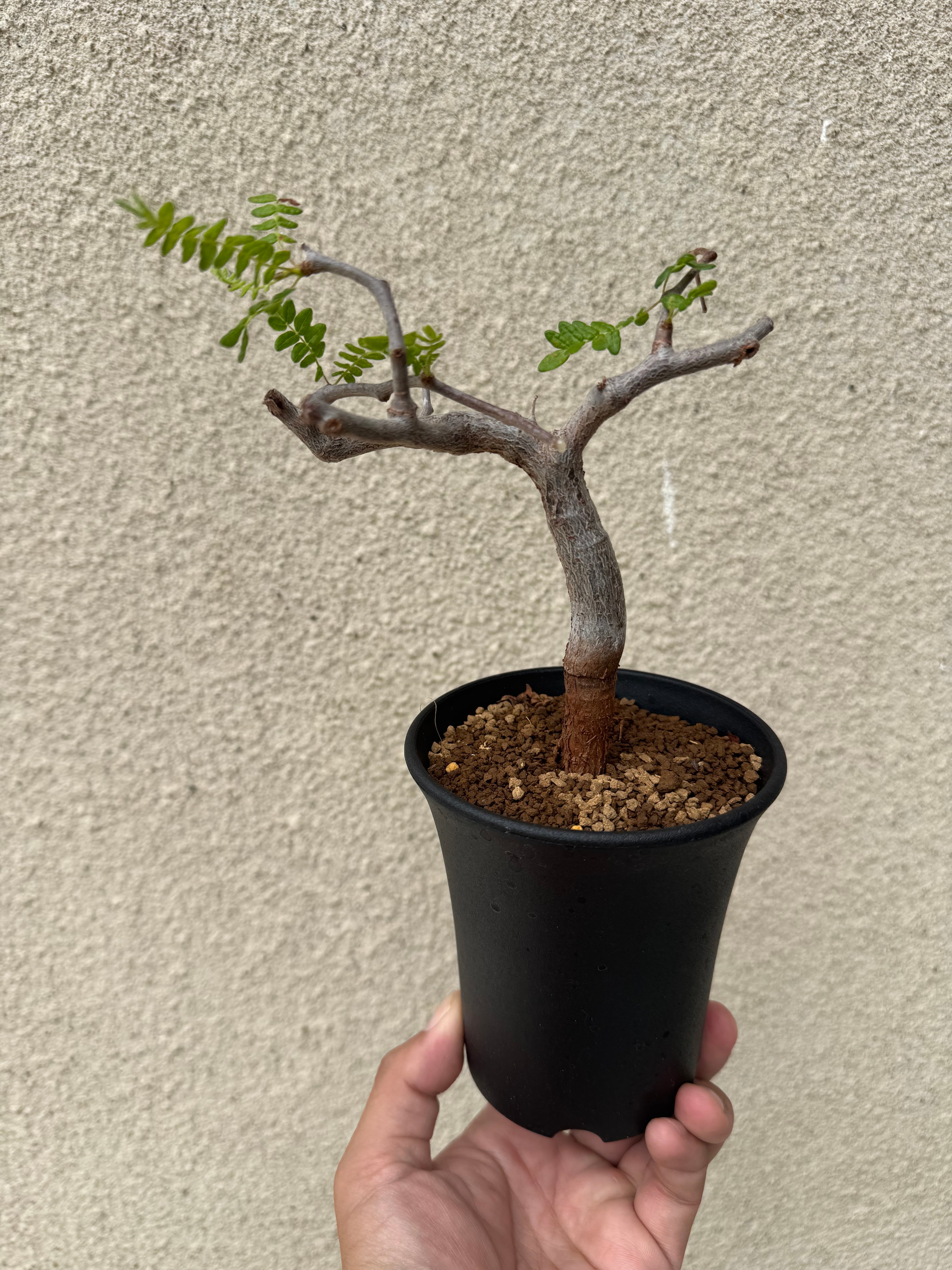 新着】Commiphora Eyl【最高の灌木 ・コンパクトなサイズ感