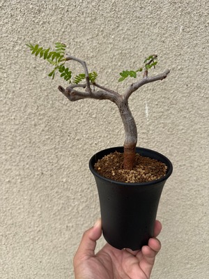 【新着】Commiphora monstrosa【実生苗の小さい時から作り込める盆栽塊根】コミフォラ モンストローサ