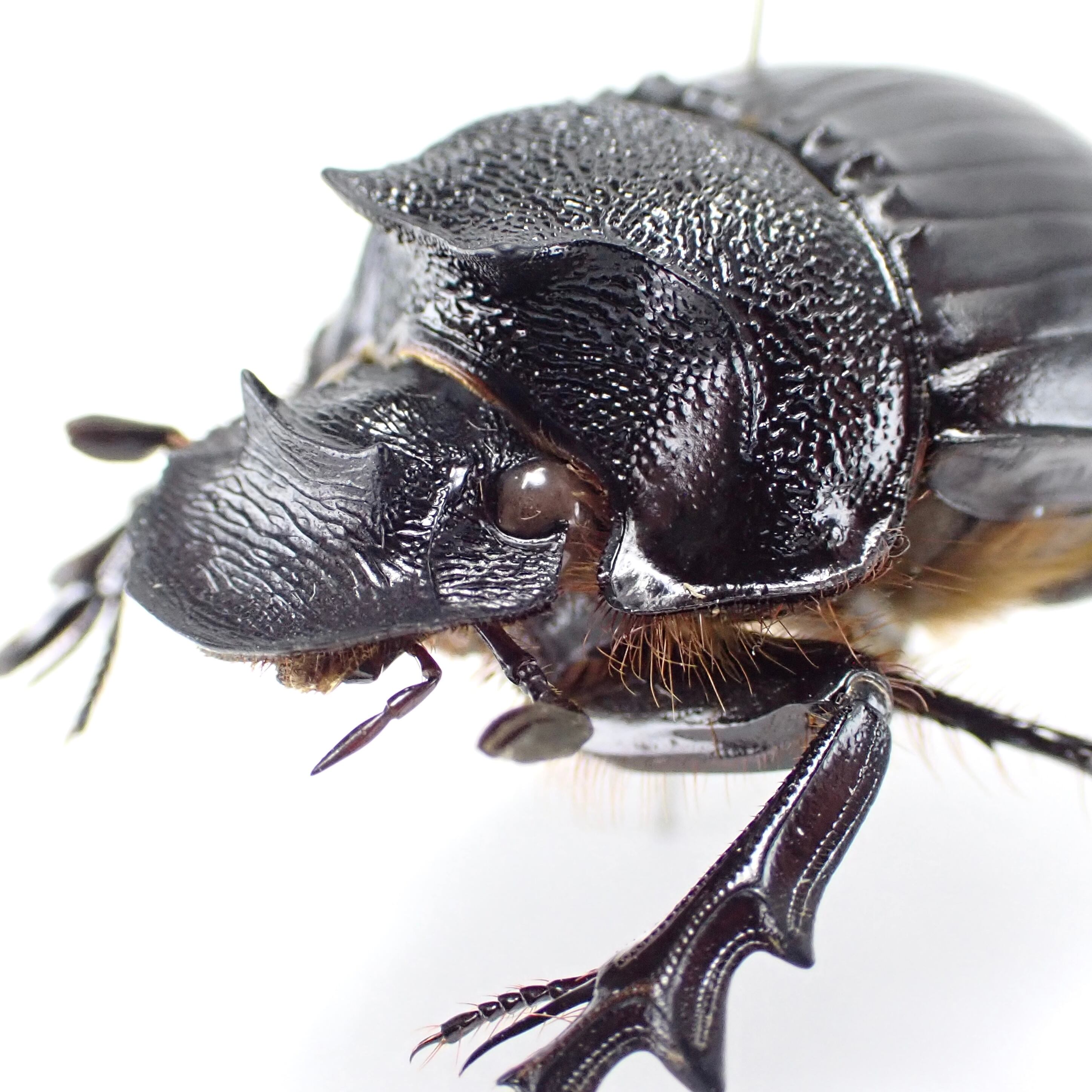 1d1fa7c196ee86cad365715494500f