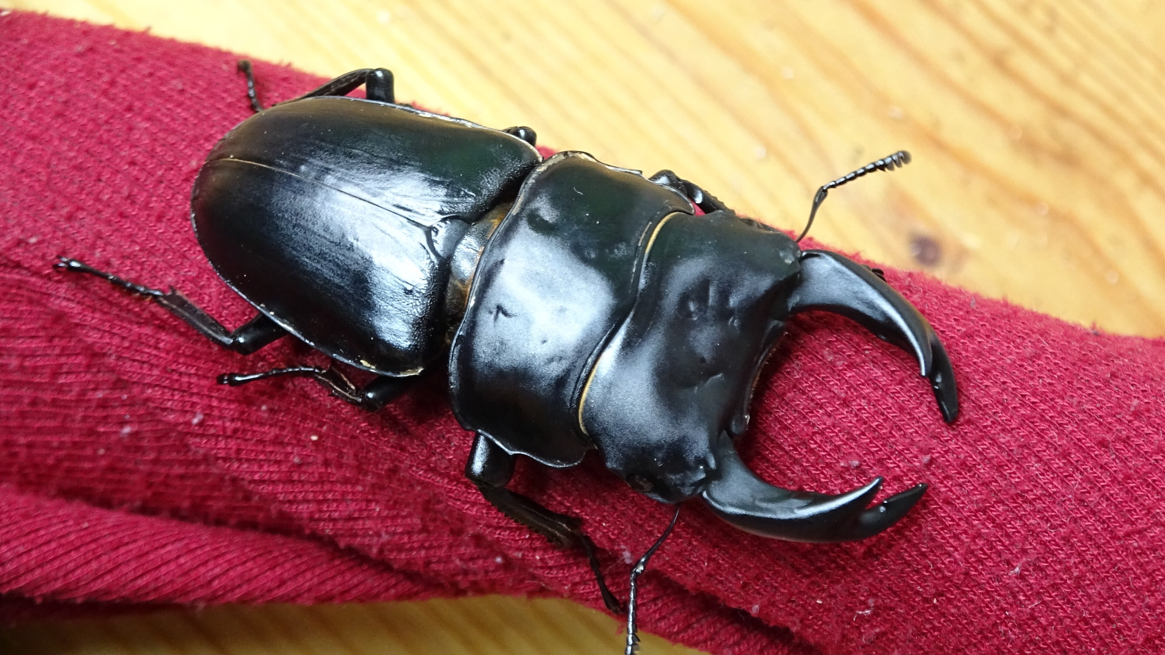 特選ペア オオクワガタ 奈良輪川西 ♂84 ♀57