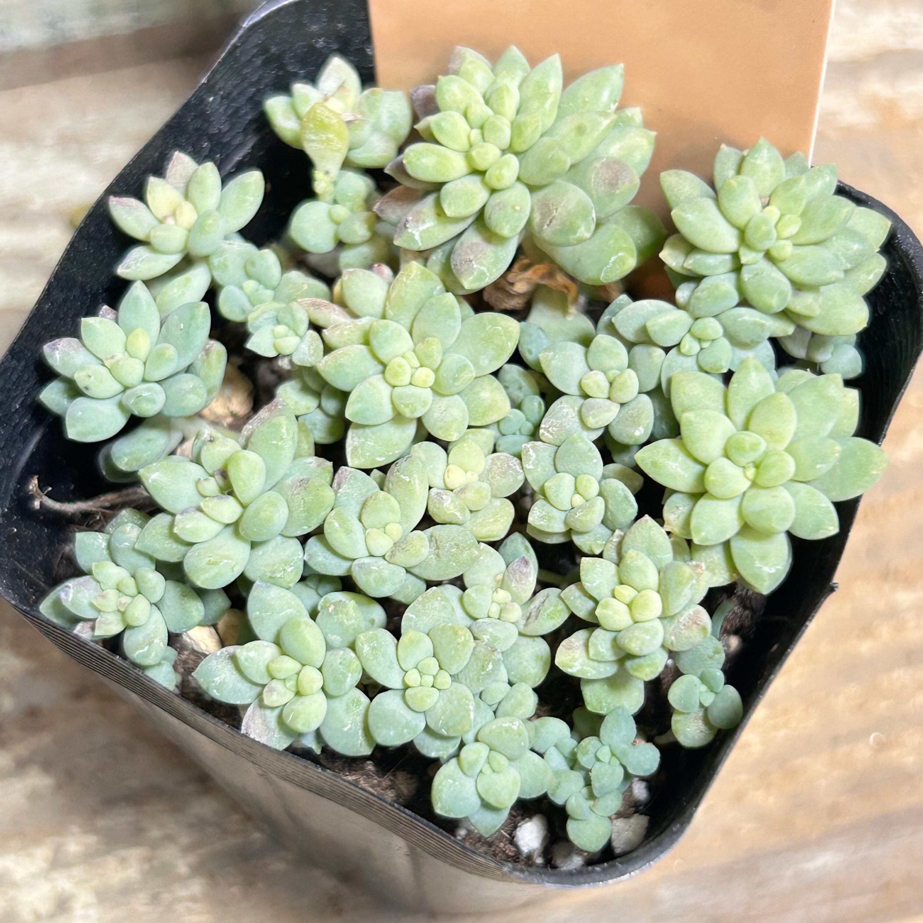 姫秀麗錦 限定1点 | RuPo 多肉植物専門店