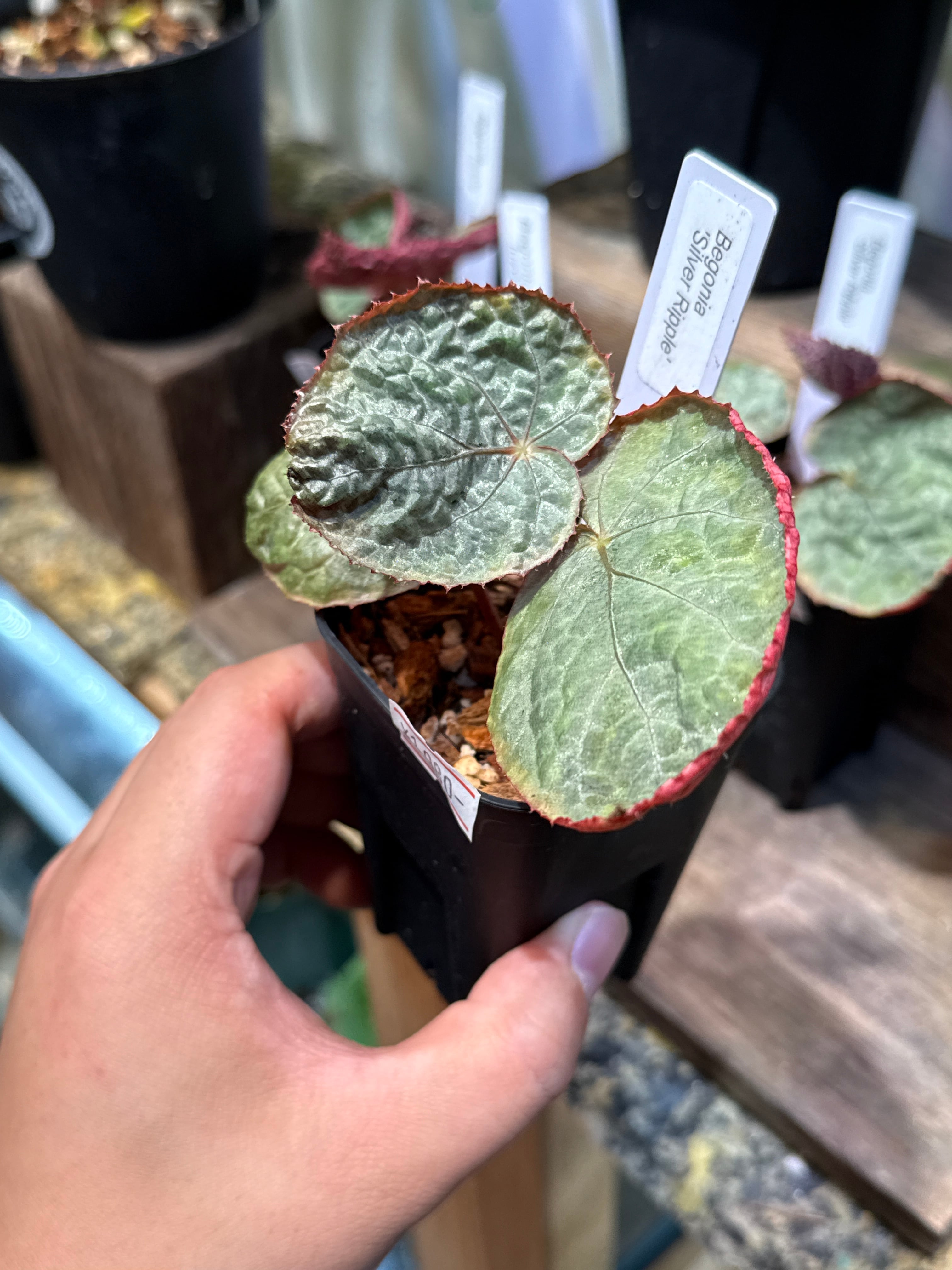 ベゴニア・ペペロミアなど | Gardenえん 【観葉熱帯植物】