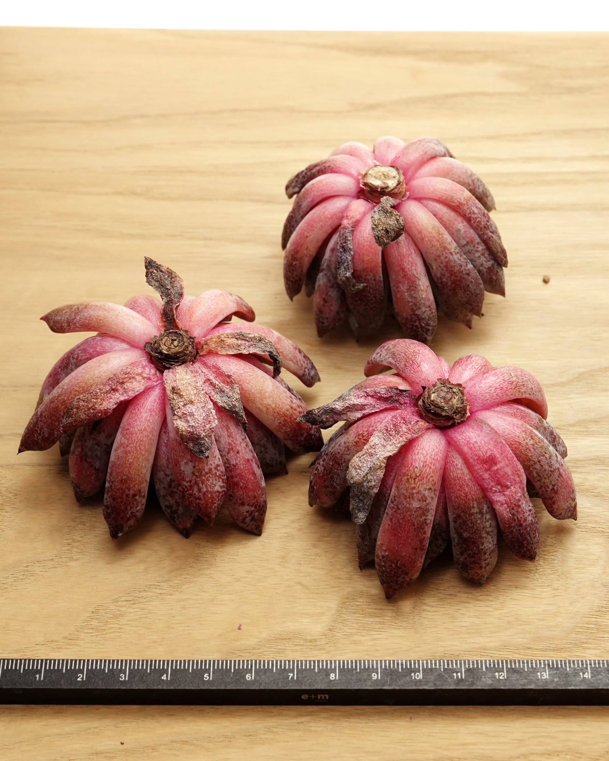 カット苗 ブラックザラゴーサ Echeveria 'Black Zaragosa' | PUKUBOOK