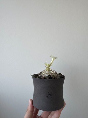 【新着】Pachypodium brevicaule var.leucoxanthum × VALIEM GHOST【白花咲かせるレアな恵比寿笑い】パキポディウムブレビカウレ