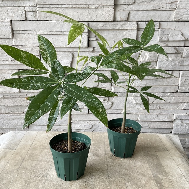観葉植物】【極希少】実生 斑入りパキラ 4寸鉢 | 橋本種苗園