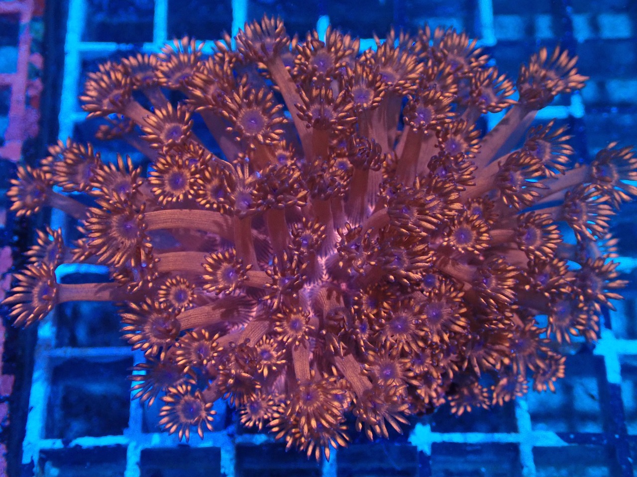 Goniopora FromMakassar Red Colony
