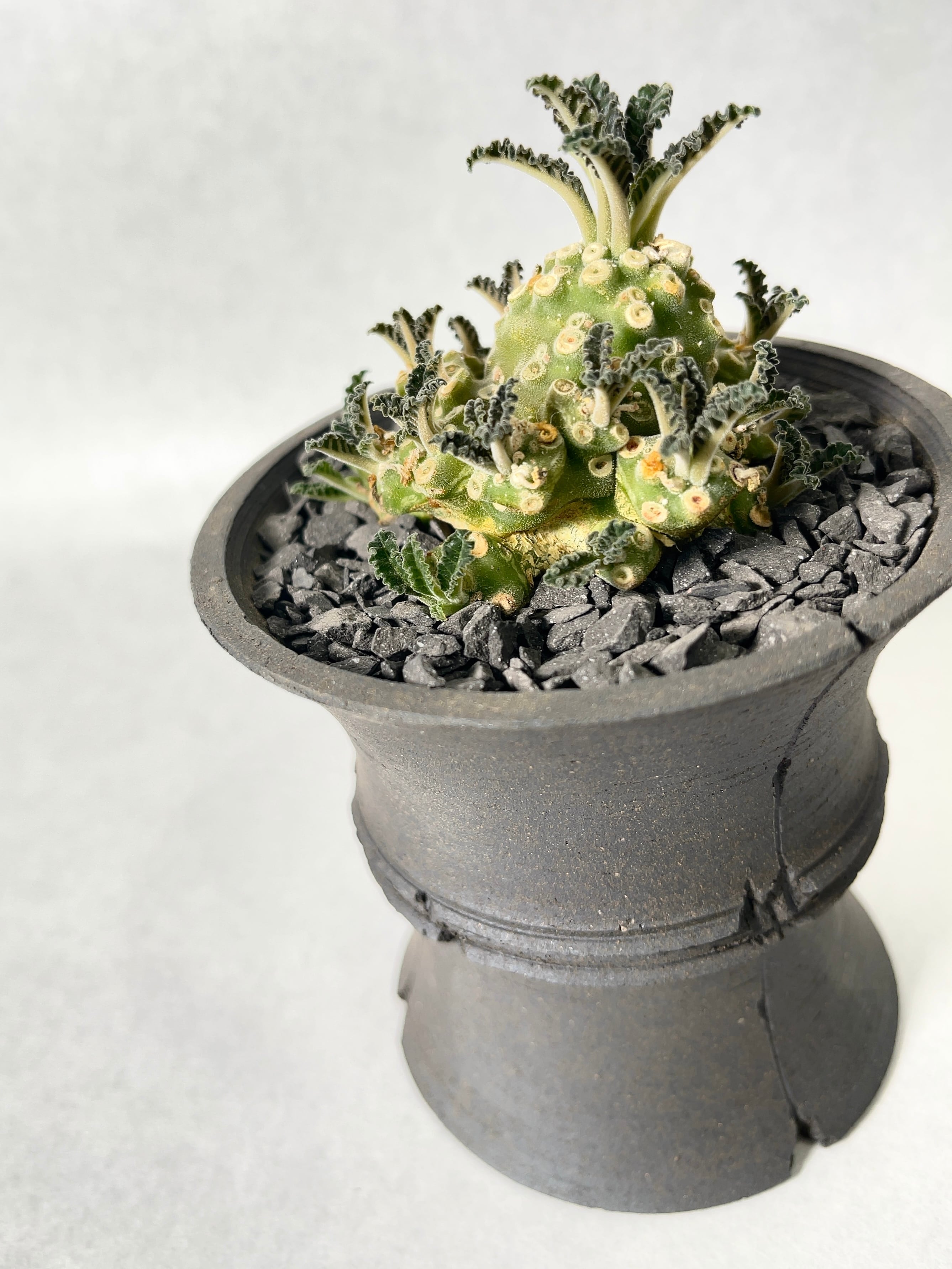 ドルステニア・ラブラニー