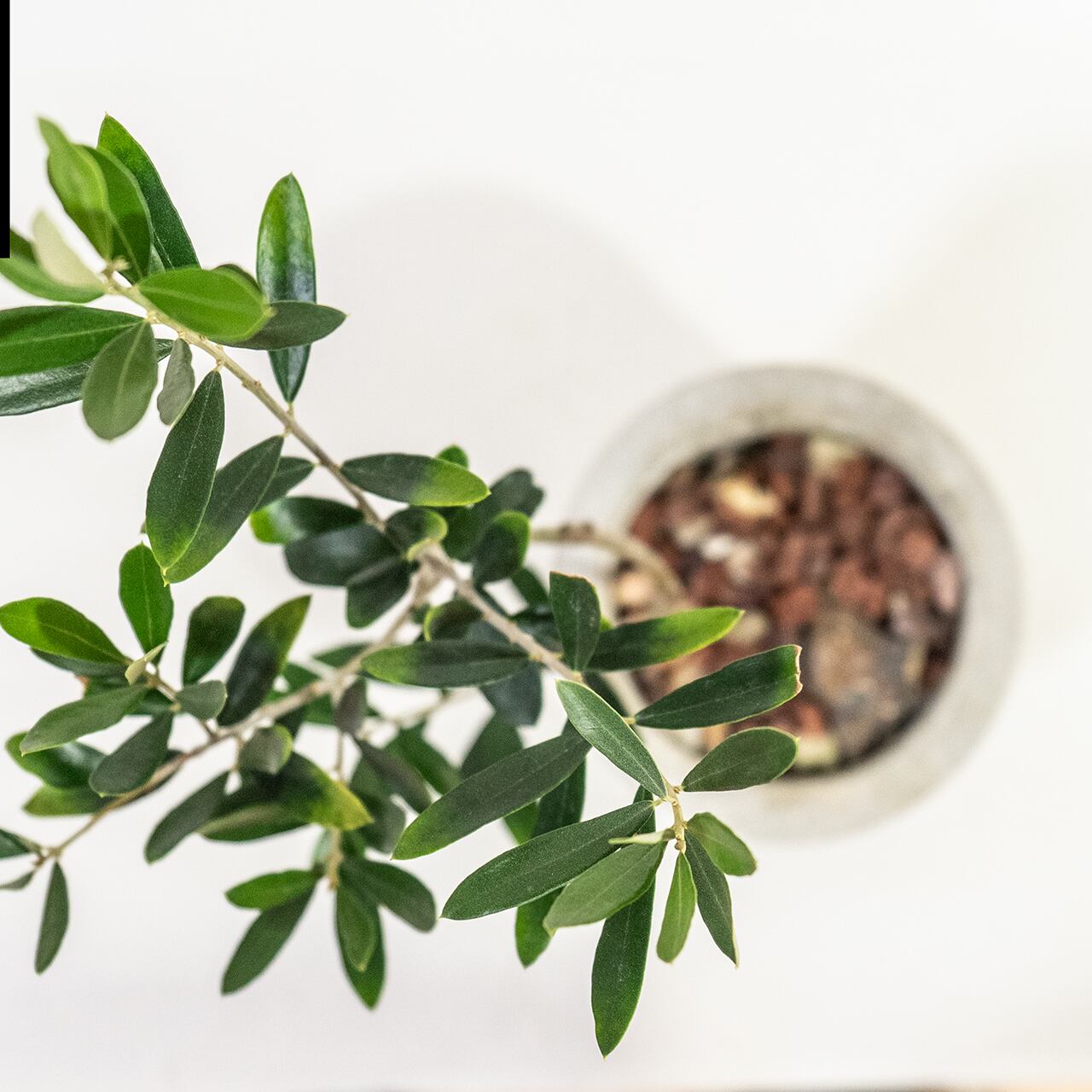 オリーブ・ネバディロブロンコ 涼しげな葉色と枝姿 風合いあるモルタル鉢仕立て