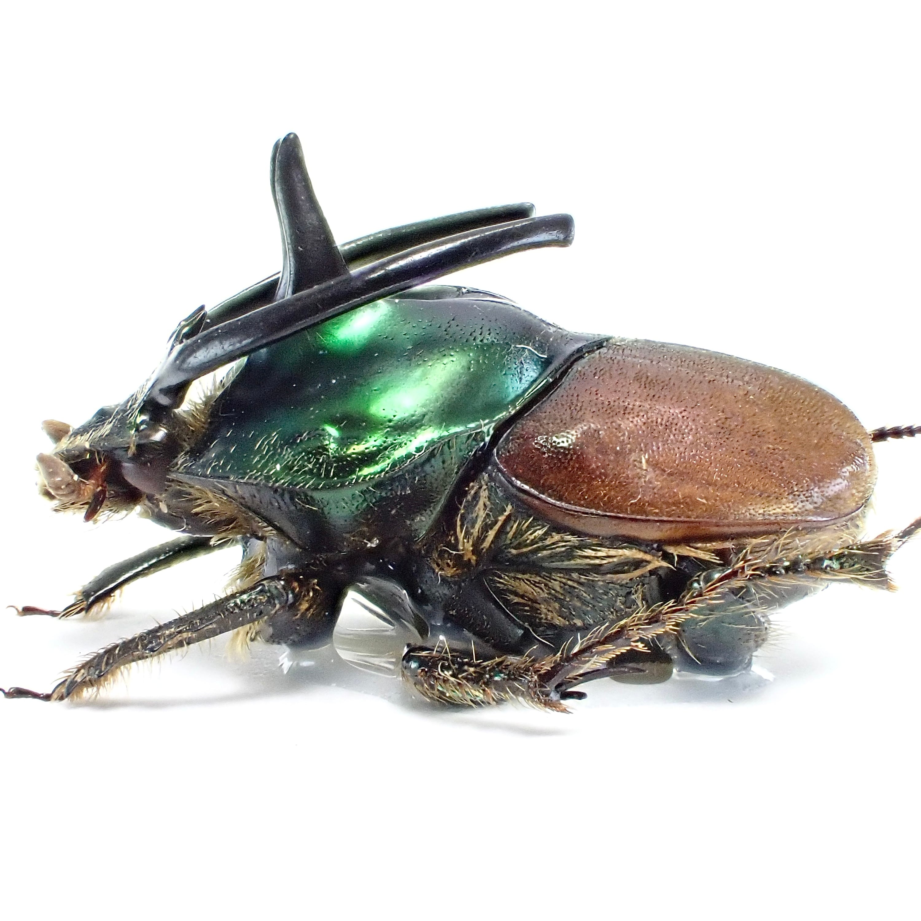 タンザニア産 Proagoderus palestrinii ♂♀ 15mm/15mm | 昆虫標本