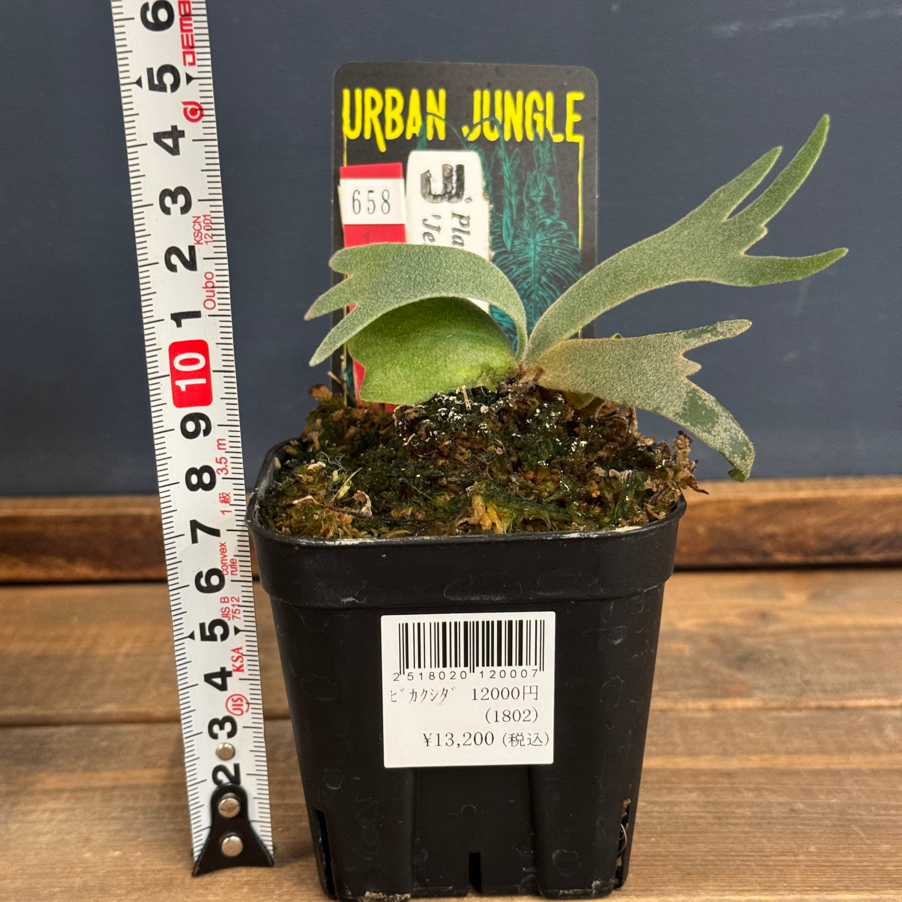 P. willinckii Jenny (pup) ビカクシダ ビカクシダ ジェニー P. willinckii 'Jenny'【658】 | PROTOLEAF