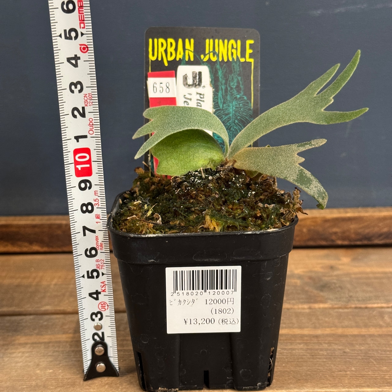 【ビカクシダフェア対象】ビカクシダ ジェニー P. willinckii 'Jenny'【658】