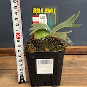 【ビカクシダフェア対象】ビカクシダ ジェニー P. willinckii 'Jenny'【658】
