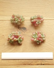 カット苗 ミスレッドフルーツ 群生 Echeveria 'Miss Red Fruit'