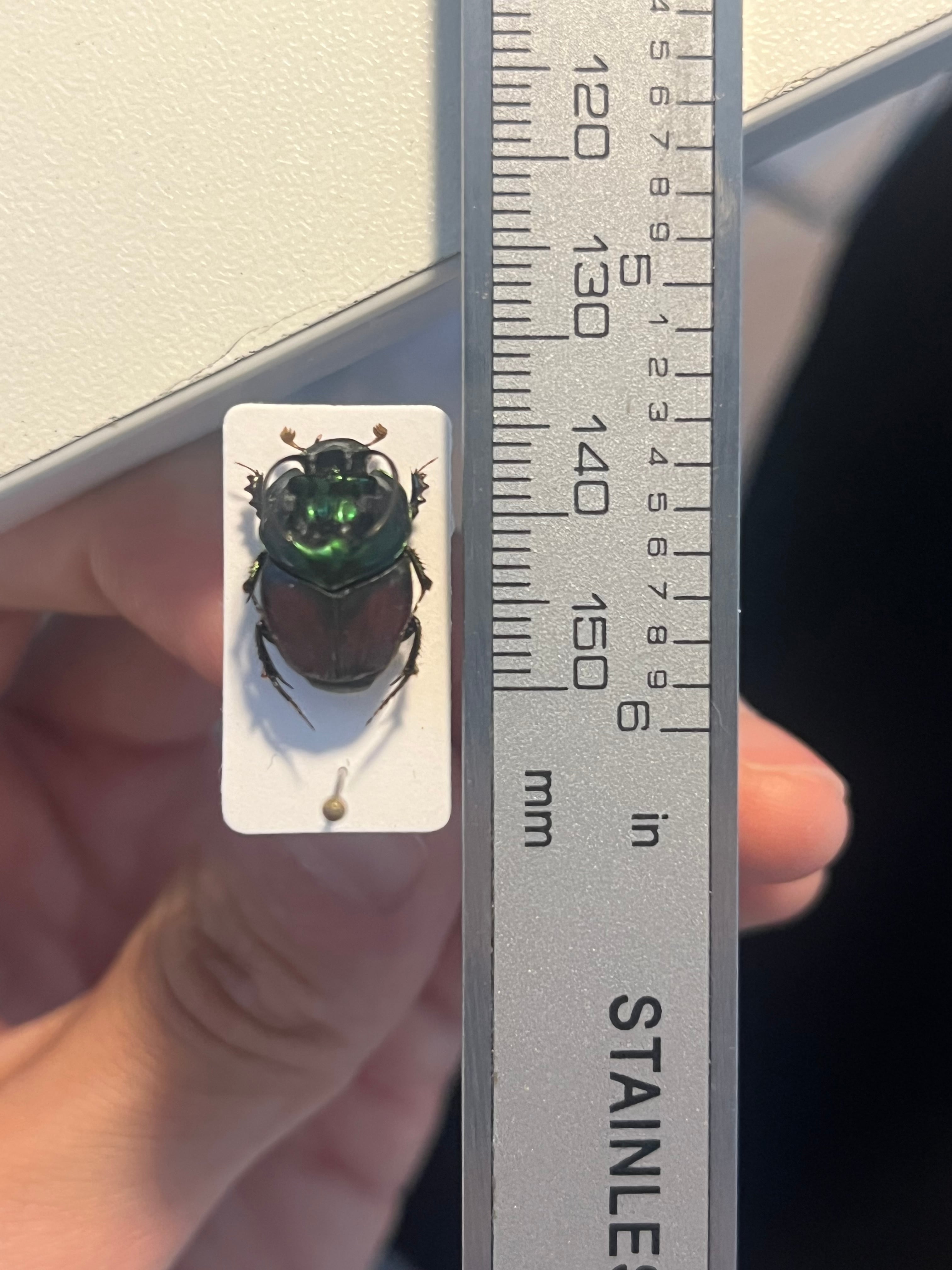 14mm♂】緑シカツノエンマコガネ フンチュウ糞虫昆虫標本甲虫