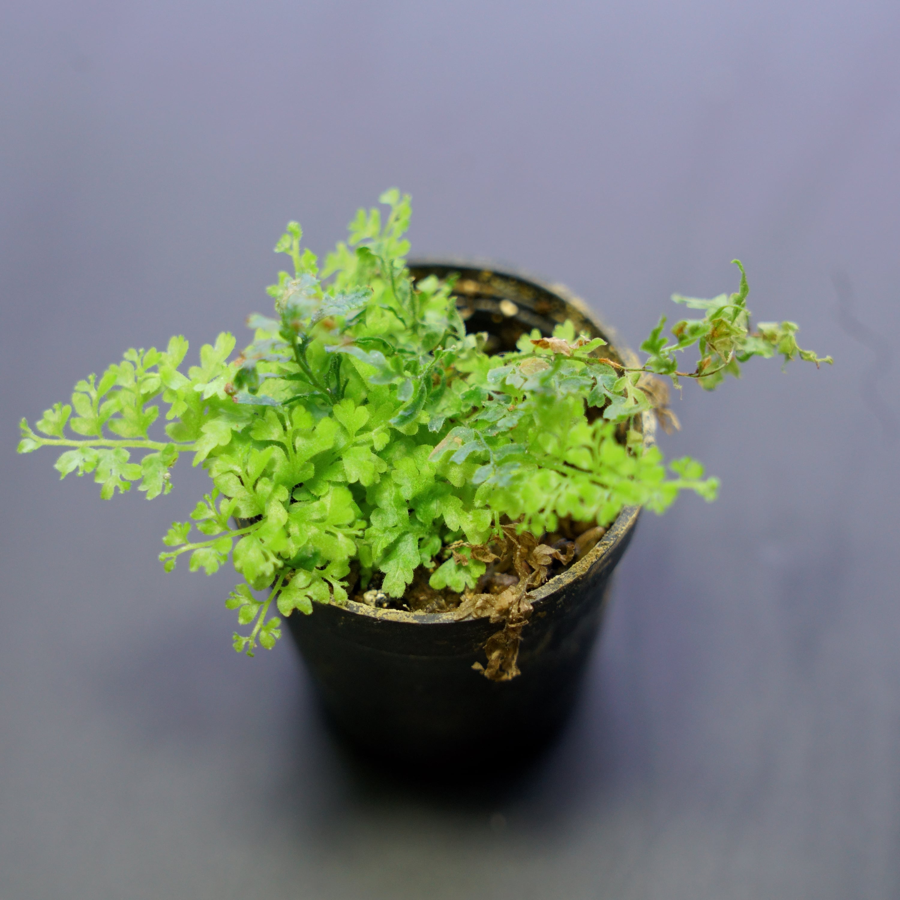 精緻な植物紋★サンルイ クリスタル 大型デキャンタ 36㎝ アールデコ期 精緻な植物紋☆サンルイ クリスタル 大型デキャンタ 36㎝ アールデコ期