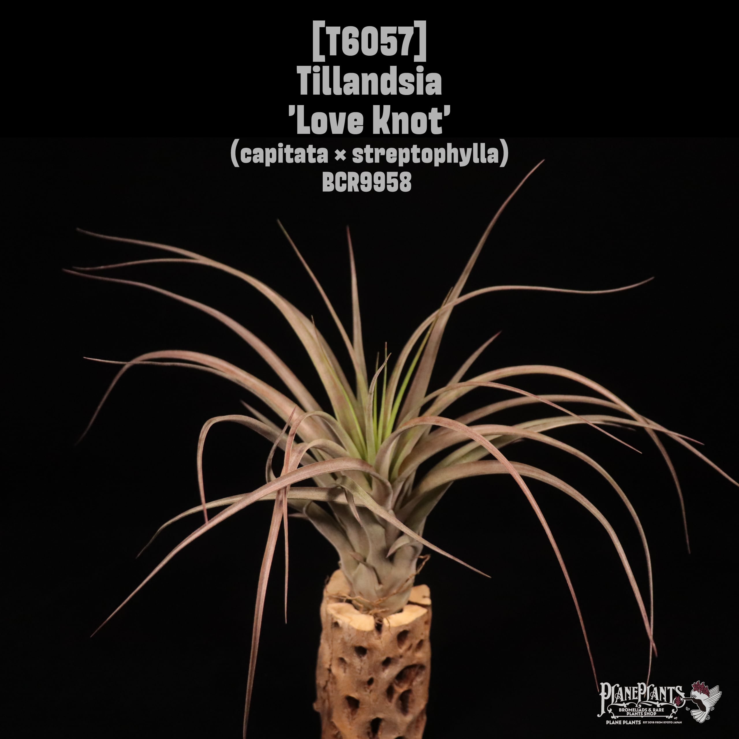 Tillandsia 'Love Knot'〔ティランジア〕T6057