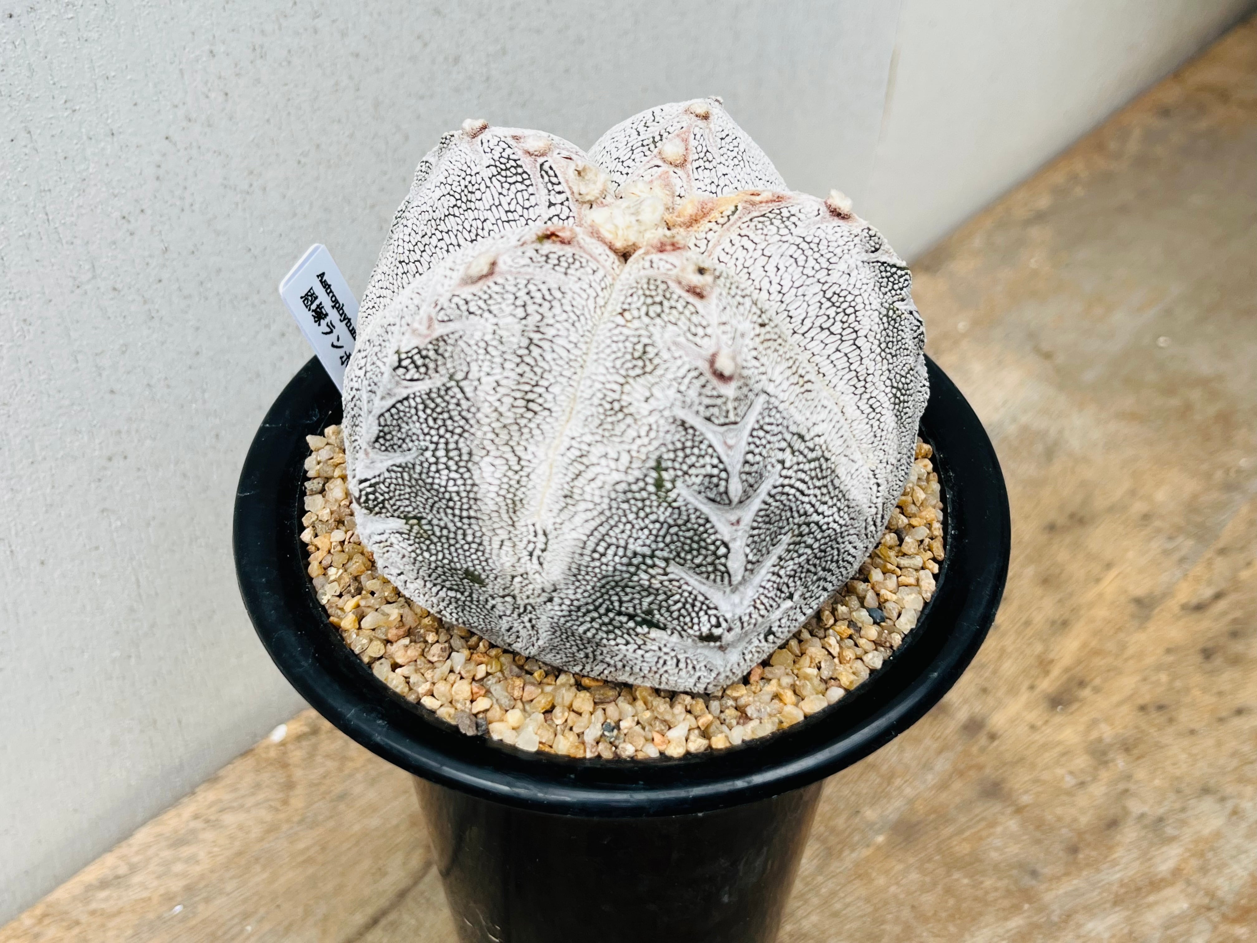 Astrophytum myriostigma アストロフィツム ランポー玉 恩塚鸞鳳玉