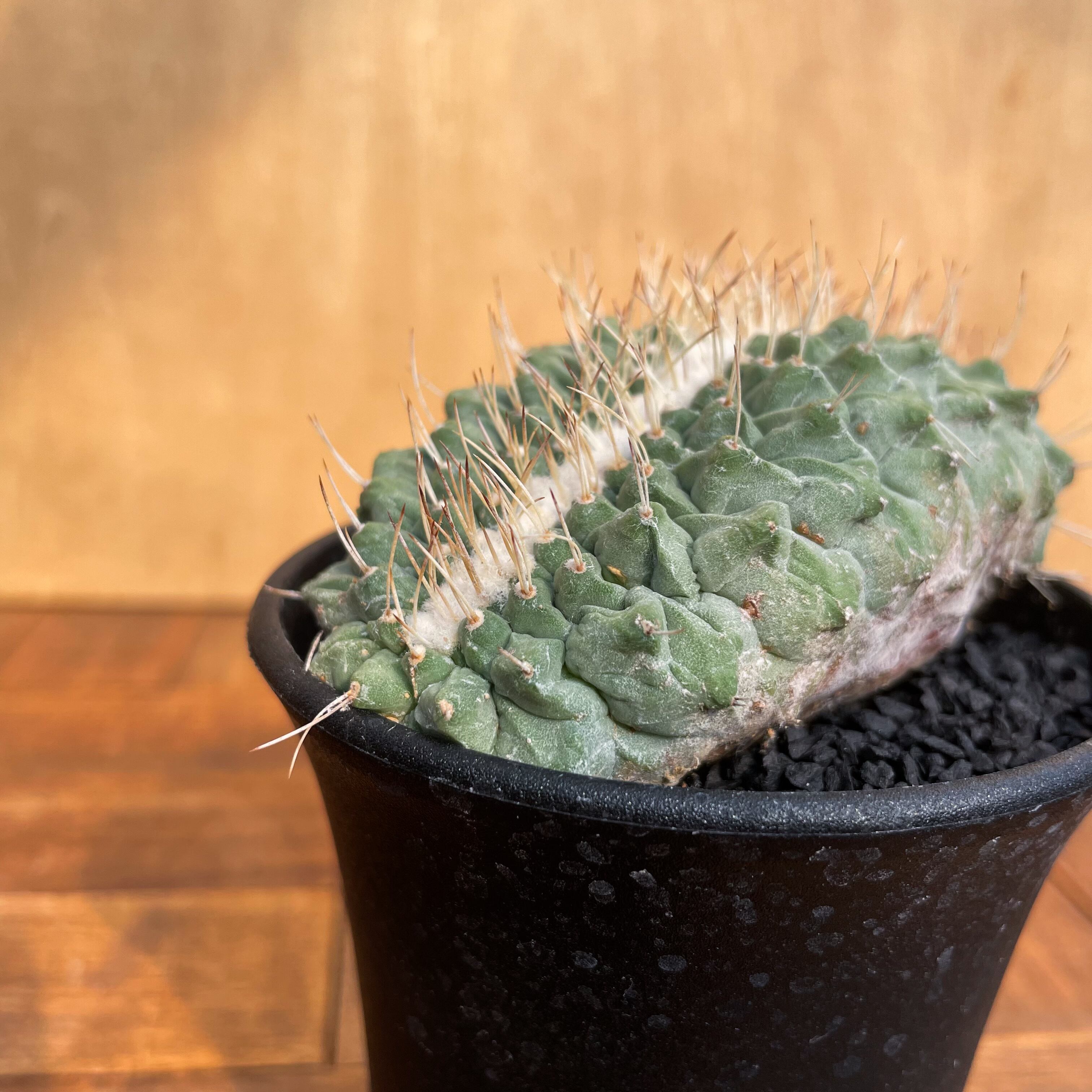 サボテン 菊水 大疣 必要 ストロンボカクタスsolomon pot toky 陶器鉢