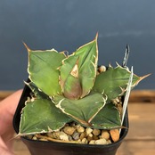 アガベ　チタノタ　犀牛【388】