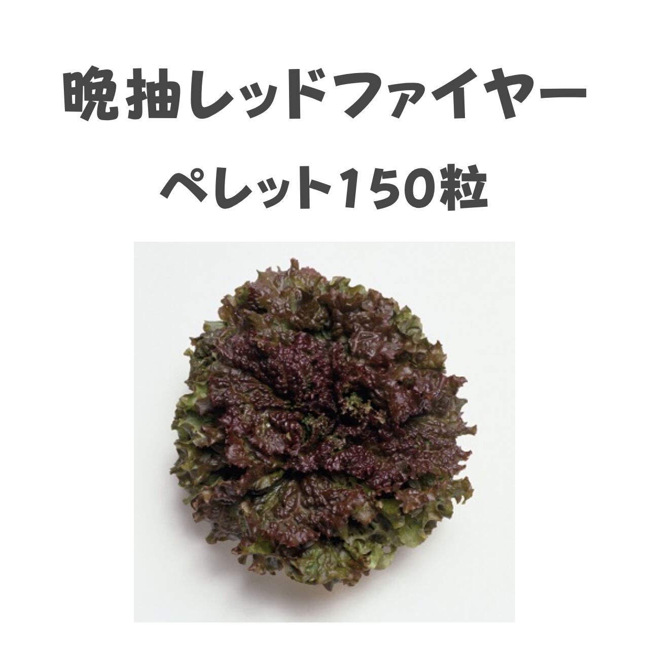 晩抽レッドファイヤー レタス種子・ペレット150粒