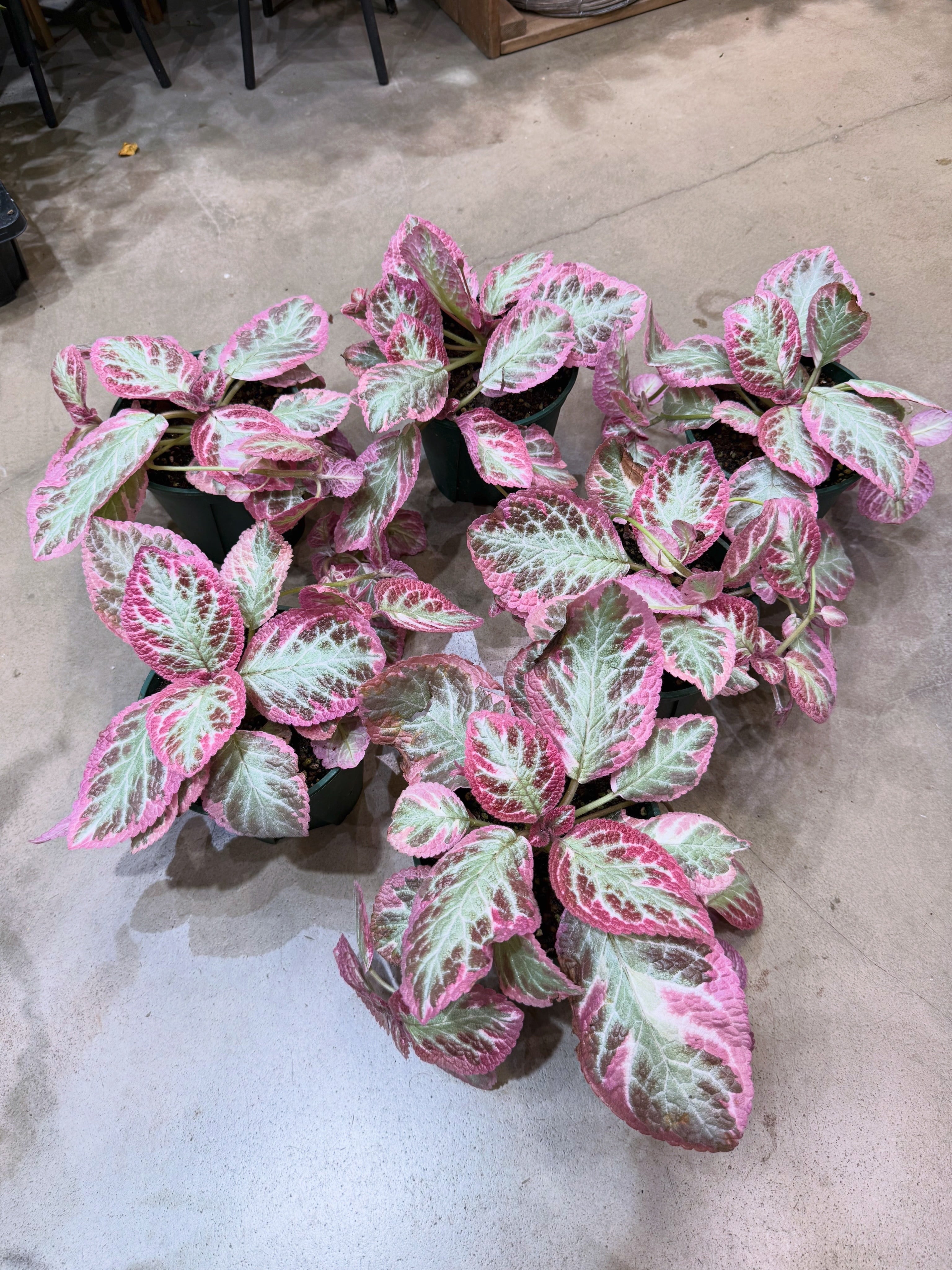 エピスシア ピンクブロケード クレオパトラ 5号 | MIDORIYA 観葉植物専門店