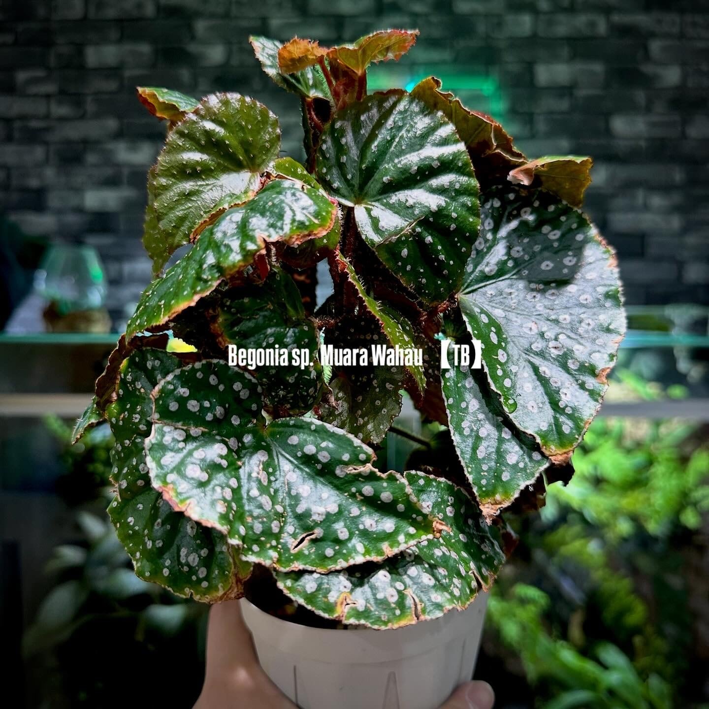 Begonia murina | ベゴニア専門 オンラインショップ