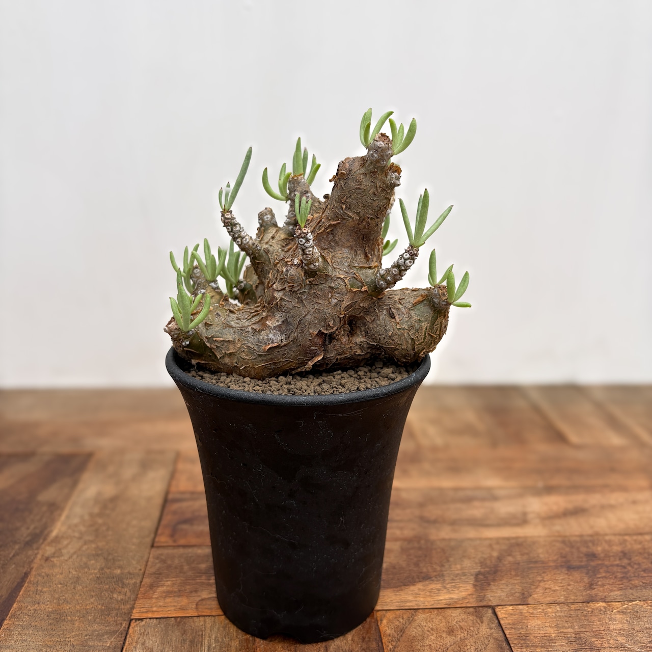 Tylecodon pearsonii【チレコドン・ペアルソニー】