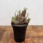 Tylecodon pearsonii【チレコドン・ペアルソニー】