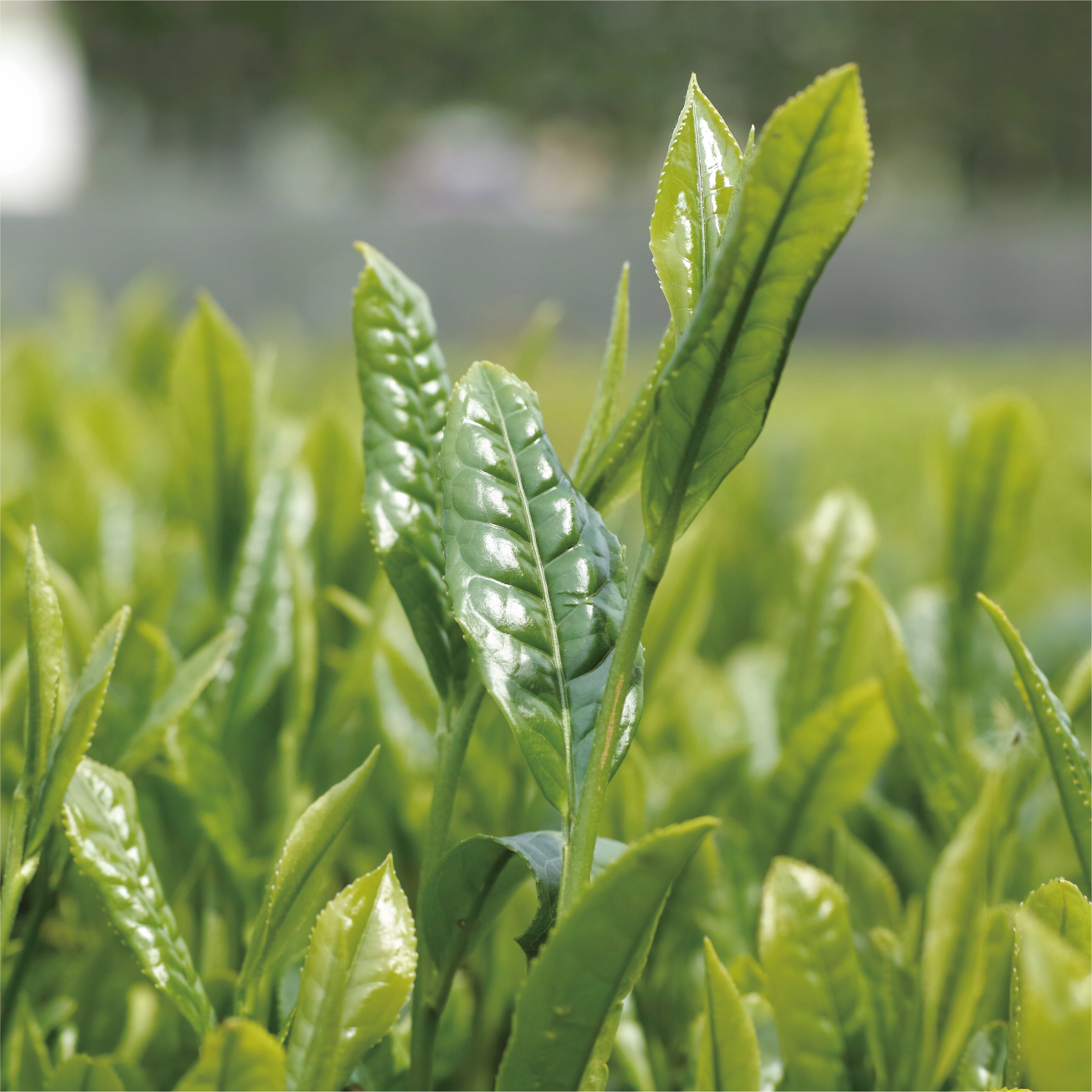 ほうじ茶熟成珈琲＜10個入り＞ | 薫豆堂 KUNZU:DO