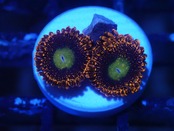 JakartaZoa YellowCore 3