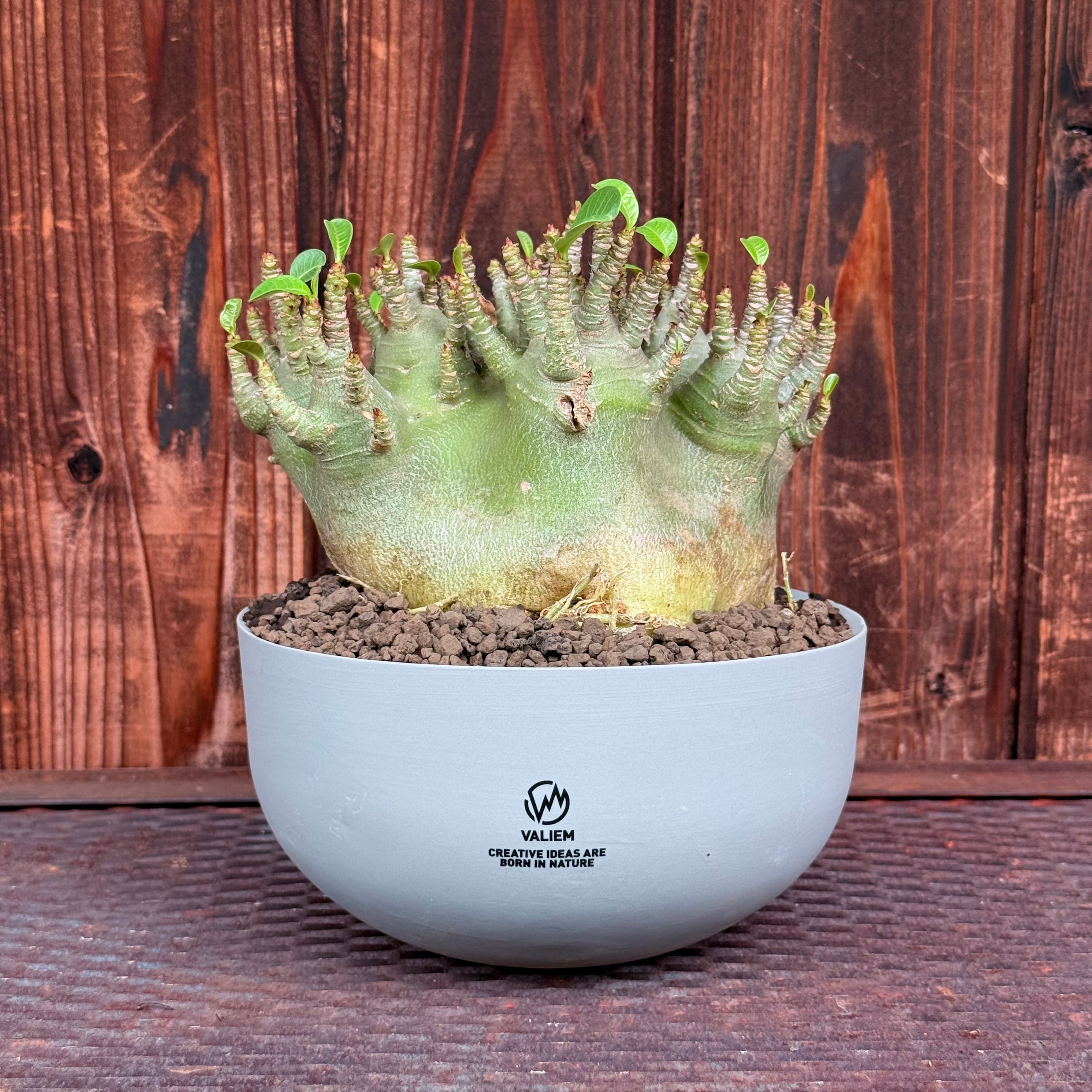 植物 | A-PLANTS
