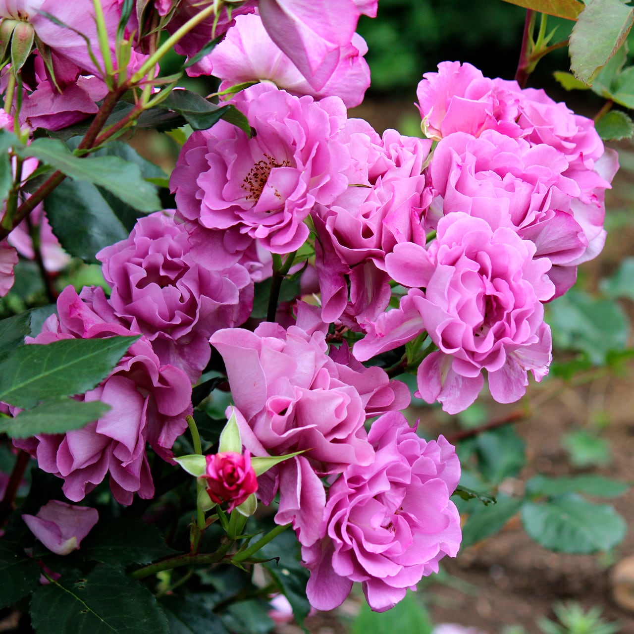 バラ大苗 レスポワール【ギヨー】 | CoppiceGARDEN（コピス