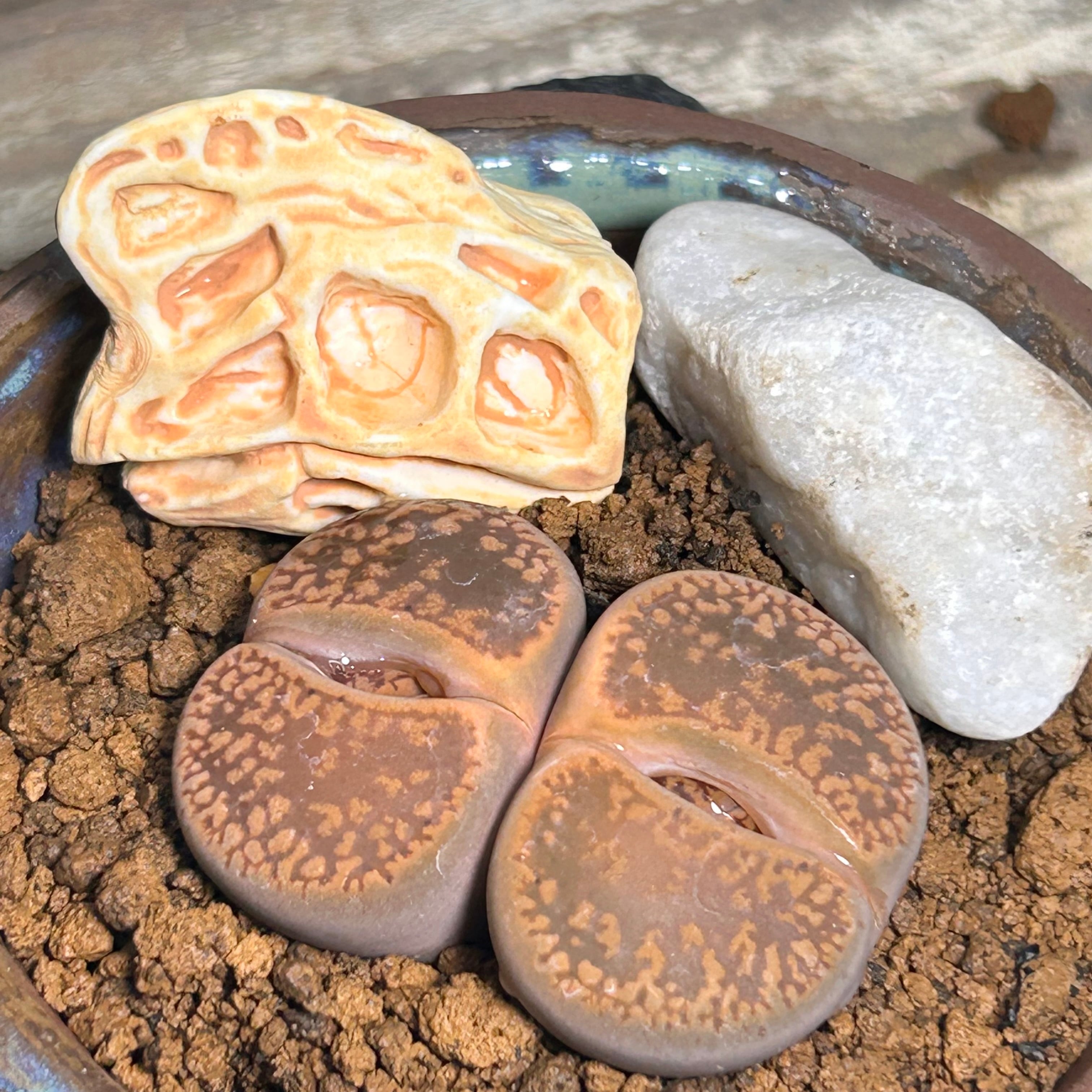 リトープス | RuPo 多肉植物専門店 リトープス | RuPo 多肉植物専門店