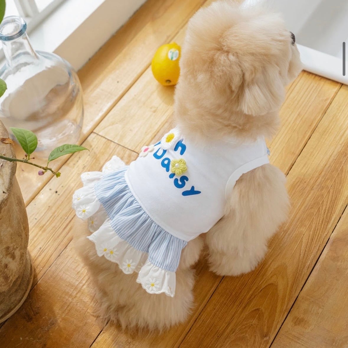 momozoo_dogwear
